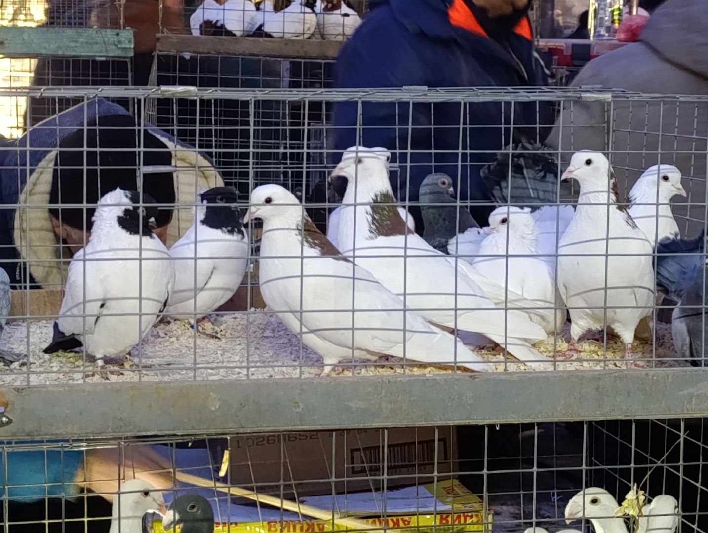 Голуби, Выставка голубей, Всероссийская выставка голубей, Голубеводы,Раменский городской округ, Малышево,