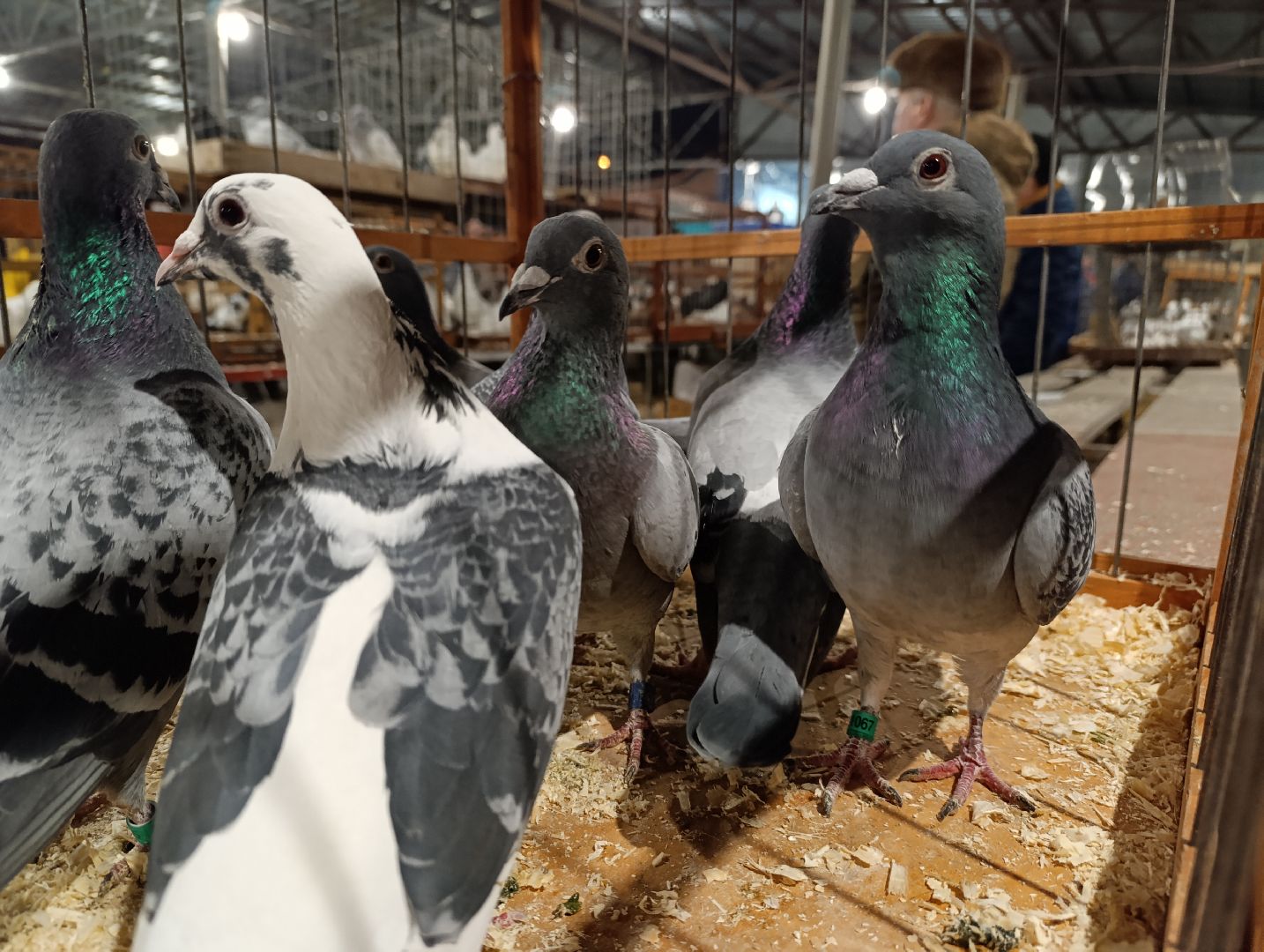 Голуби, Выставка голубей, Всероссийская выставка голубей, Голубеводы,Раменский городской округ, Малышево,