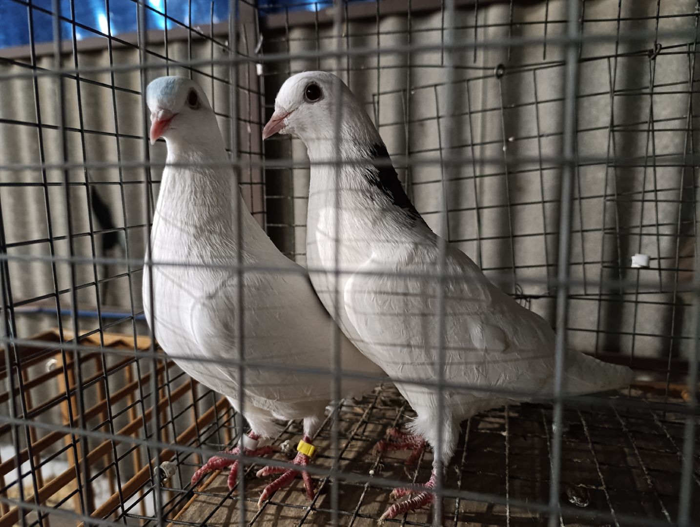 Голуби, Выставка голубей, Всероссийская выставка голубей, Голубеводы,Раменский городской округ, Малышево,