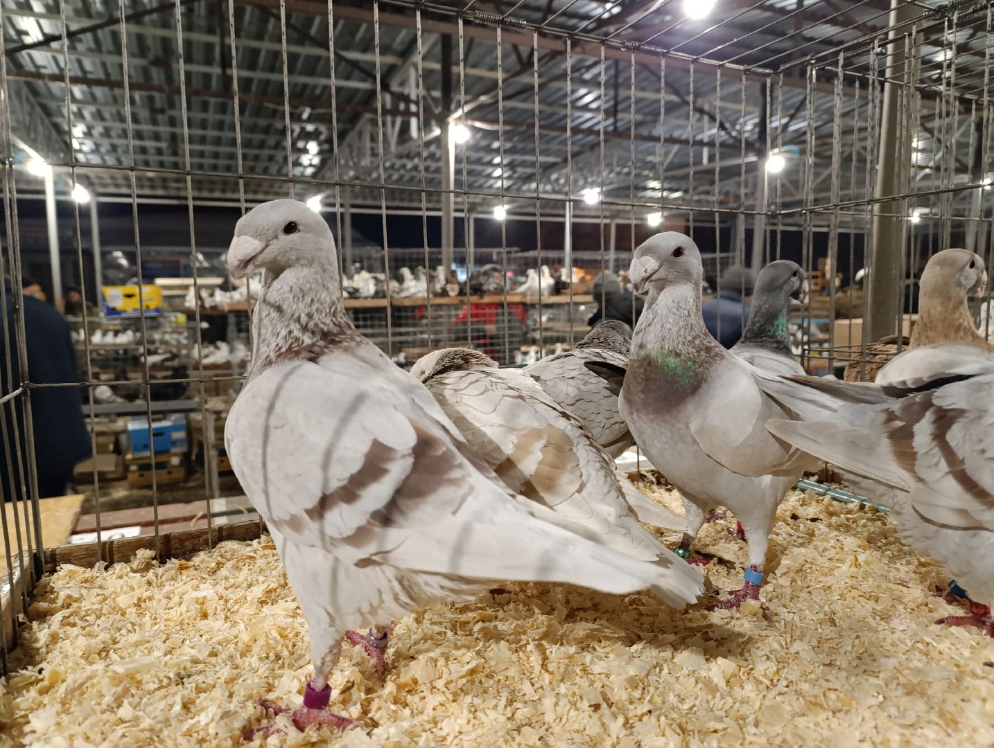 Голуби, Выставка голубей, Всероссийская выставка голубей, Голубеводы,Раменский городской округ, Малышево,