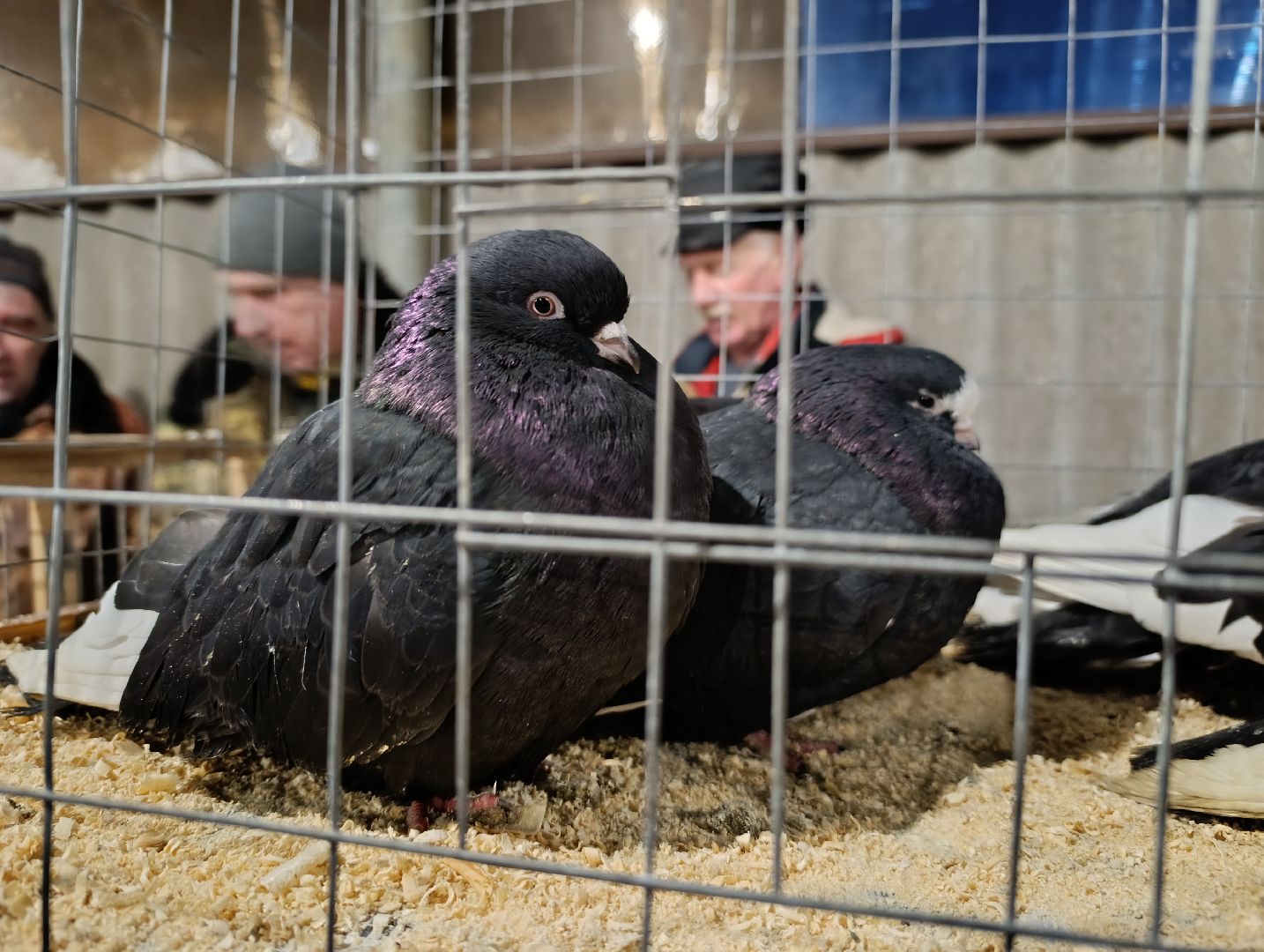 Голуби, Выставка голубей, Всероссийская выставка голубей, Голубеводы,Раменский городской округ, Малышево,