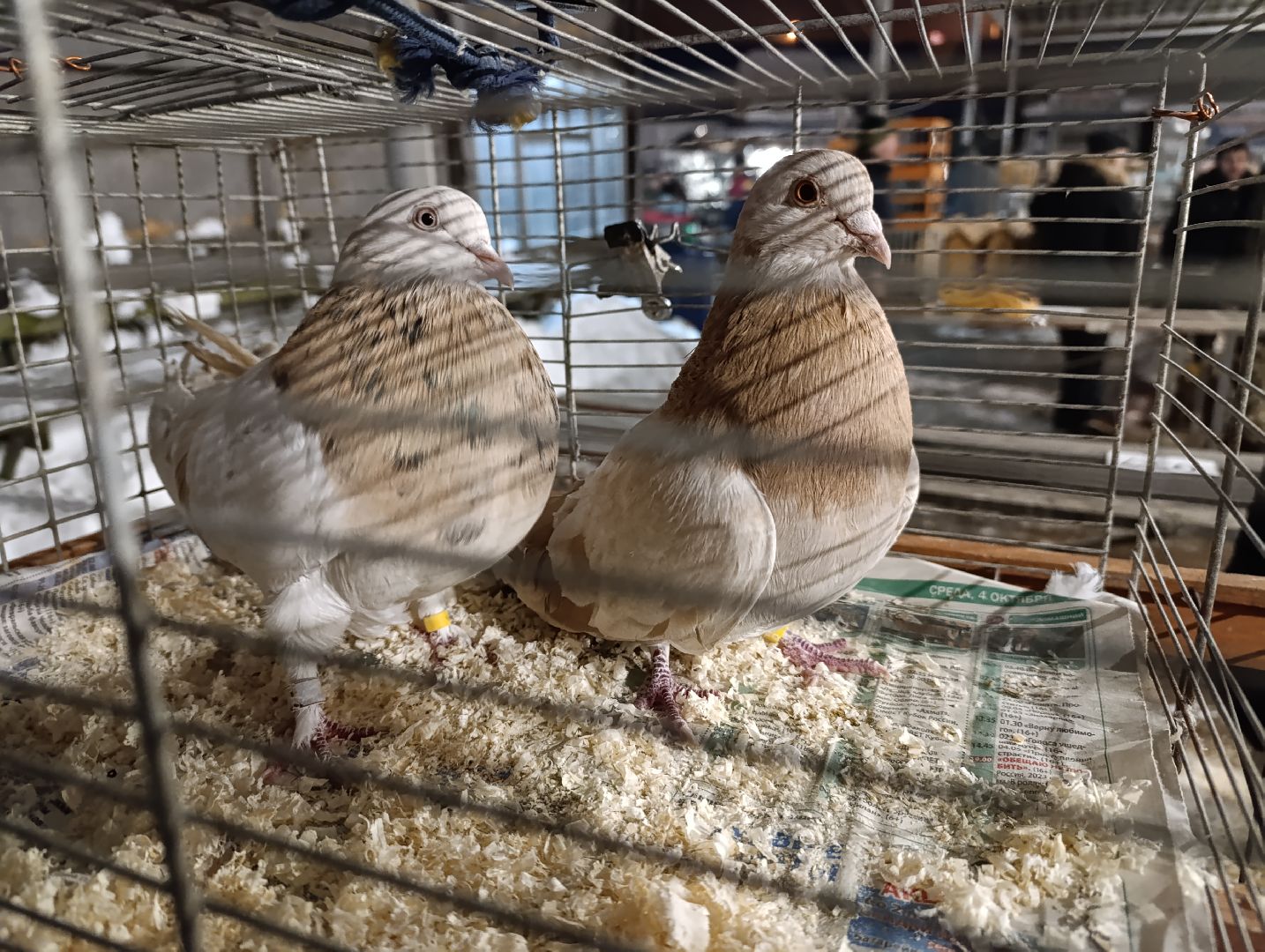 Голуби, Выставка голубей, Всероссийская выставка голубей, Голубеводы,Раменский городской округ, Малышево,