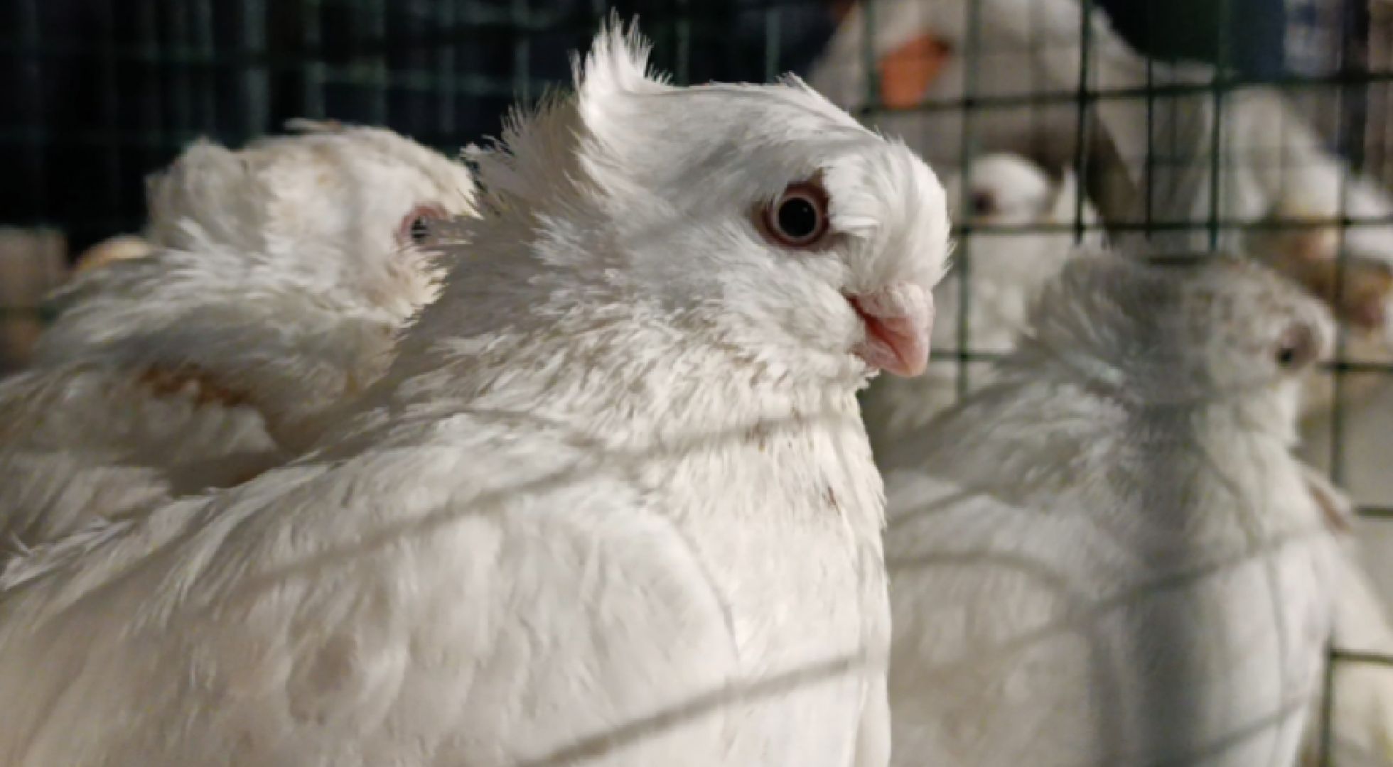 Голуби, Выставка голубей, Всероссийская выставка голубей, Голубеводы,Раменский городской округ, Малышево,