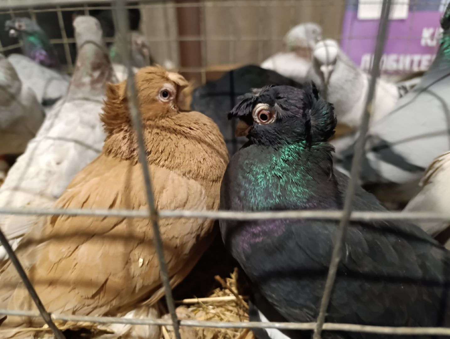 Голуби, Выставка голубей, Всероссийская выставка голубей, Голубеводы,Раменский городской округ, Малышево,