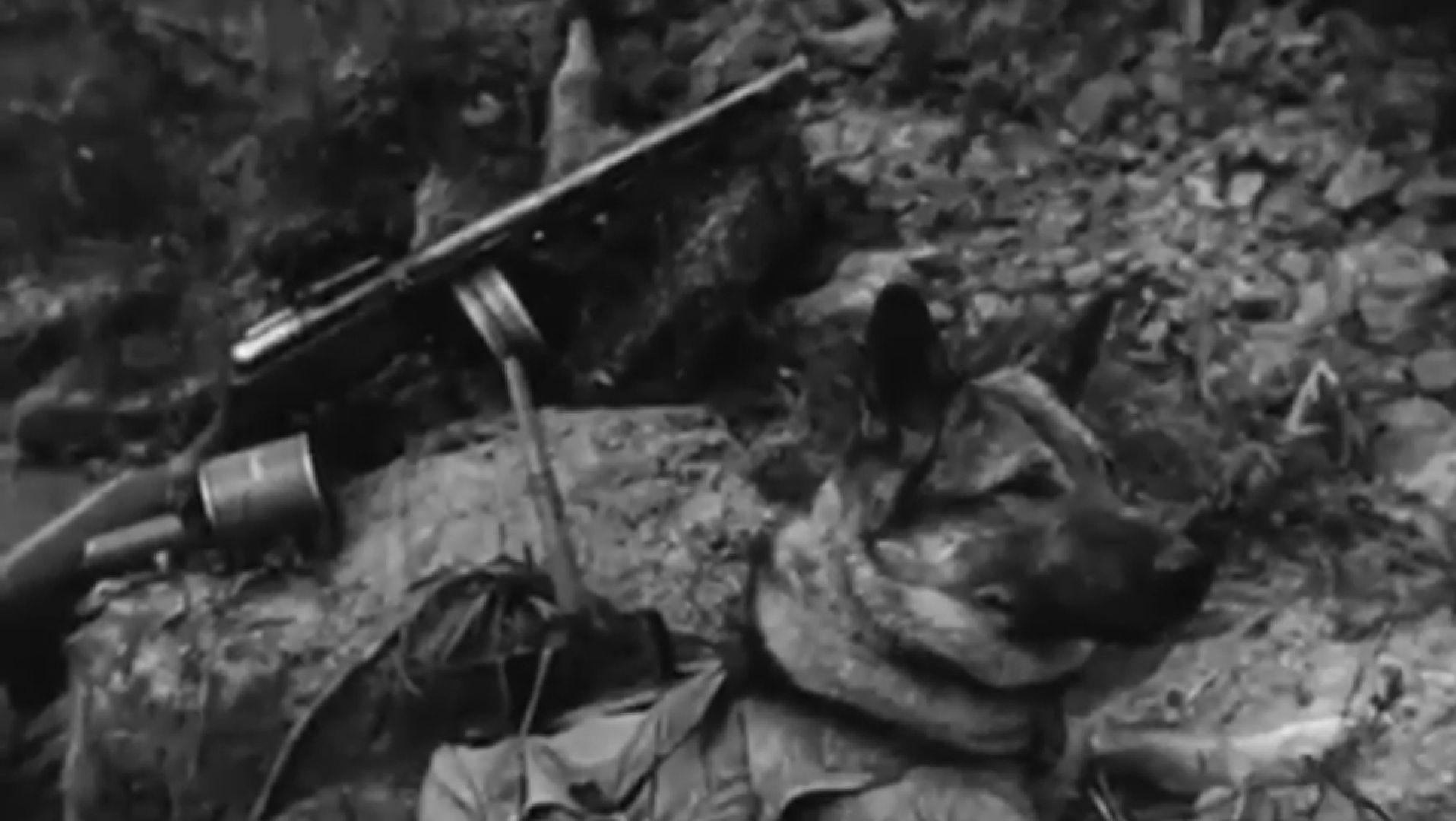 долгопрудный, кинологи, x-легион, собаки-герои ВОВ,