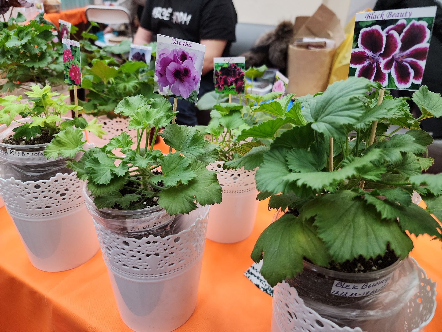 Фестиваль творчества, орехово-зуевский округ,