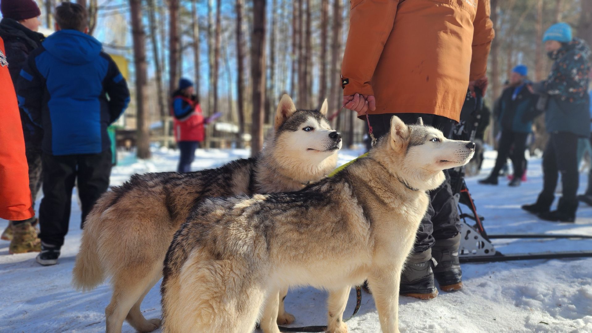 спорт в подмосковье, ступино, гонки,