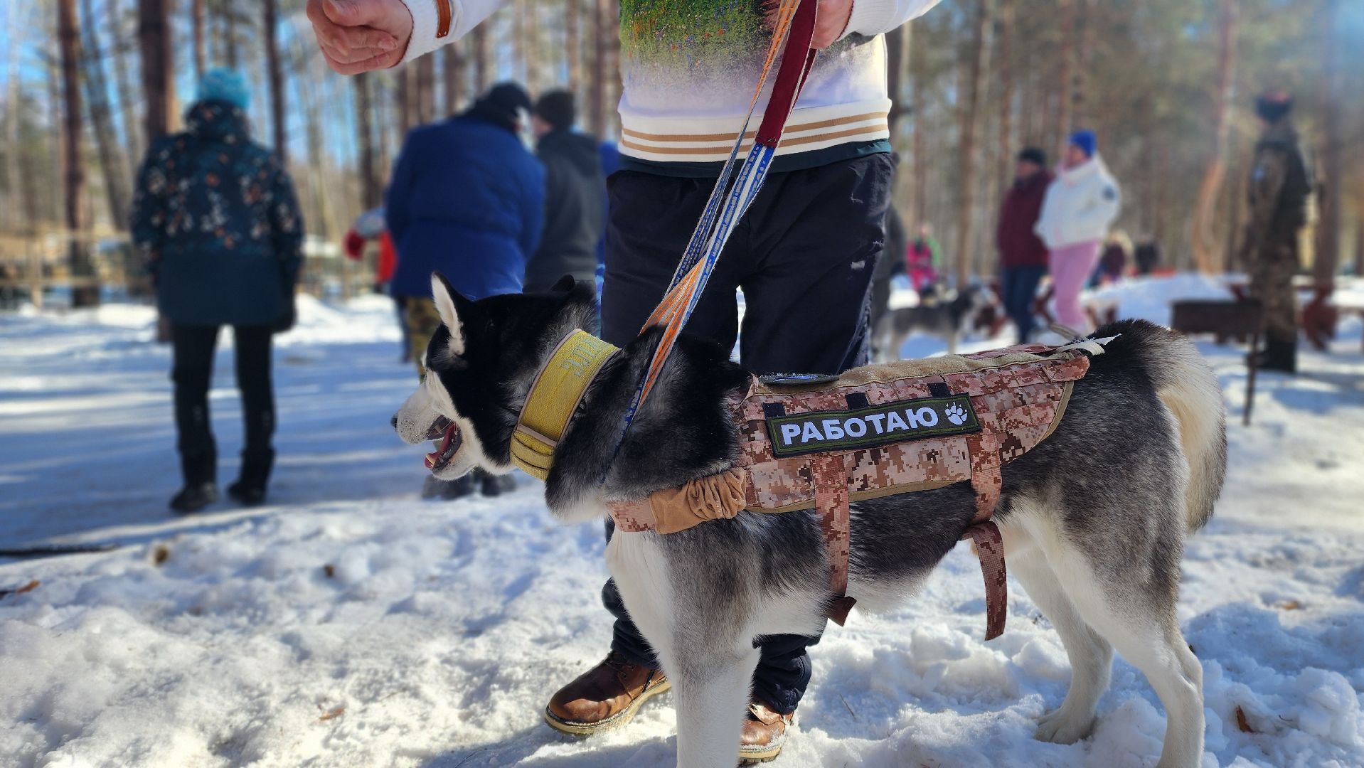 спорт в подмосковье, ступино, гонки,