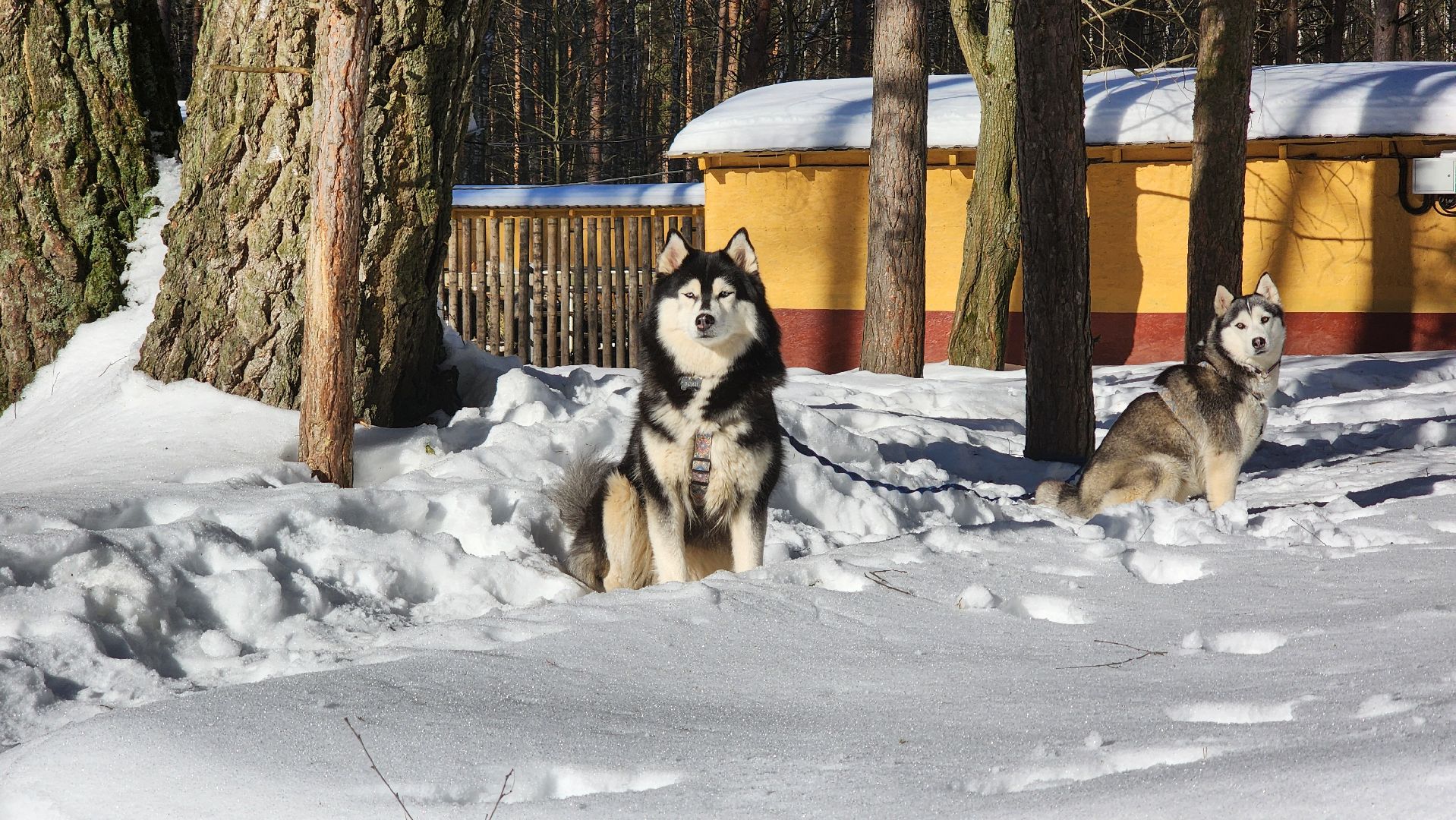 спорт в подмосковье, ступино, гонки,