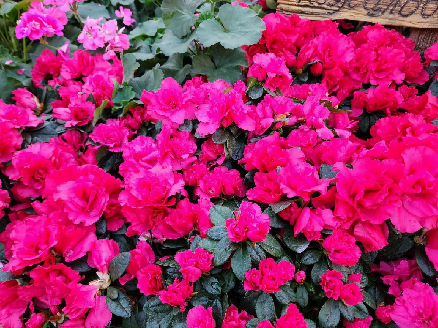 Солнечногорск, Огород, Садоводы, Растения, Дачники,