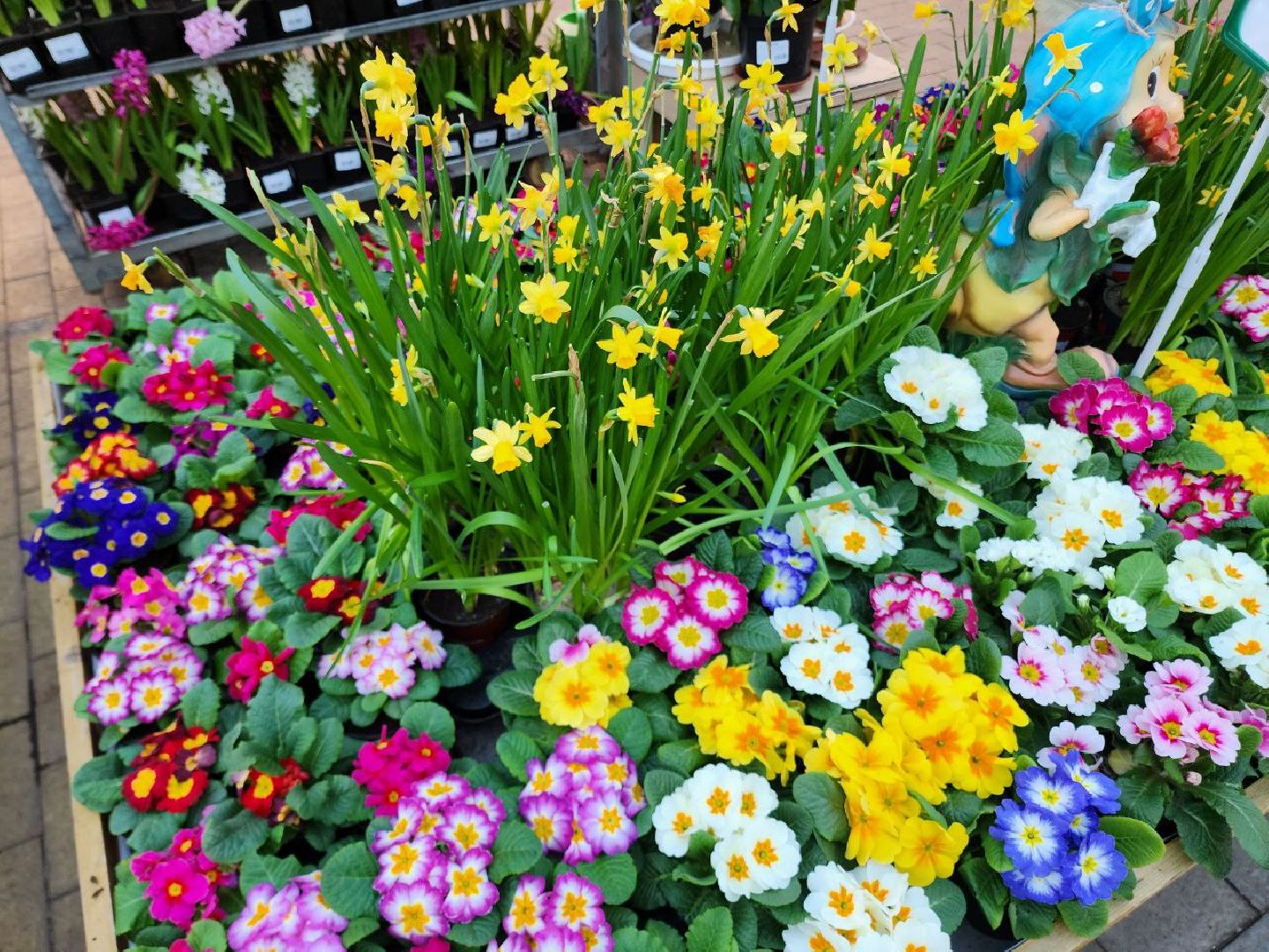 Солнечногорск, Огород, Садоводы, Растения, Дачники,