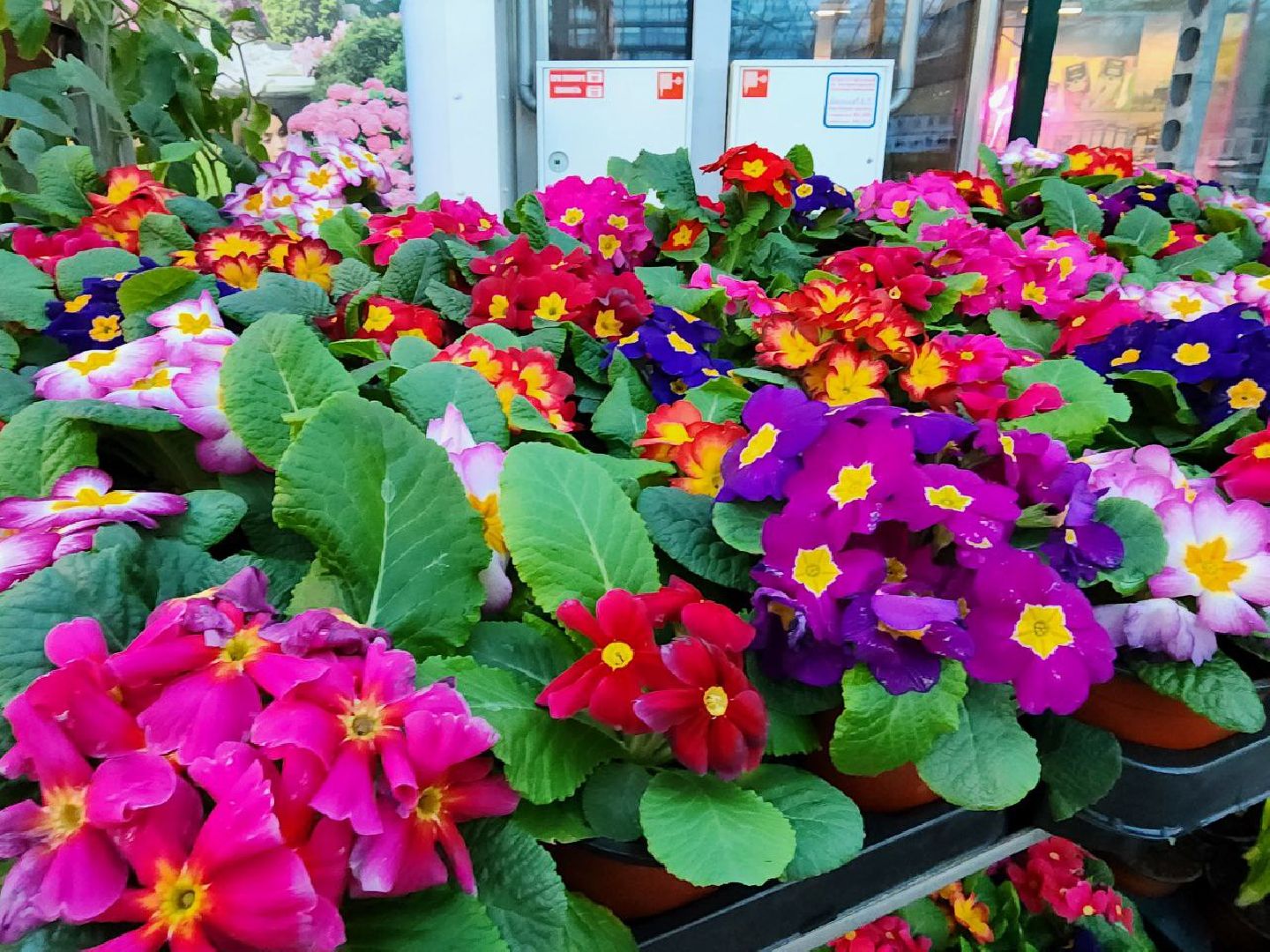 Солнечногорск, Огород, Садоводы, Растения, Дачники,