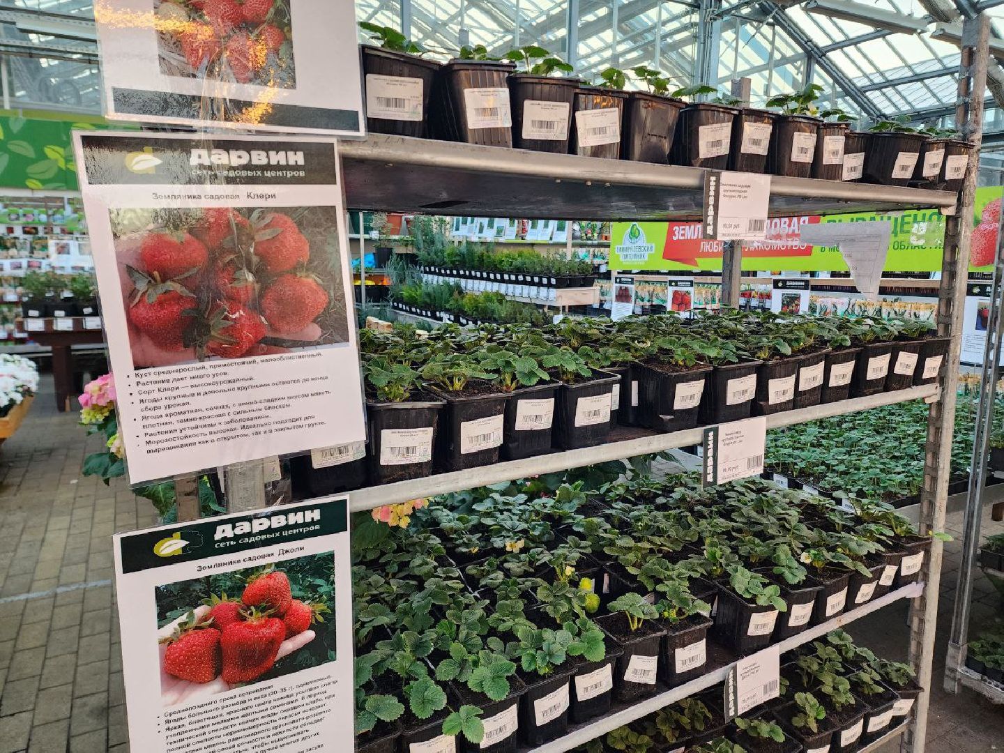 Солнечногорск, Огород, Садоводы, Растения, Дачники,