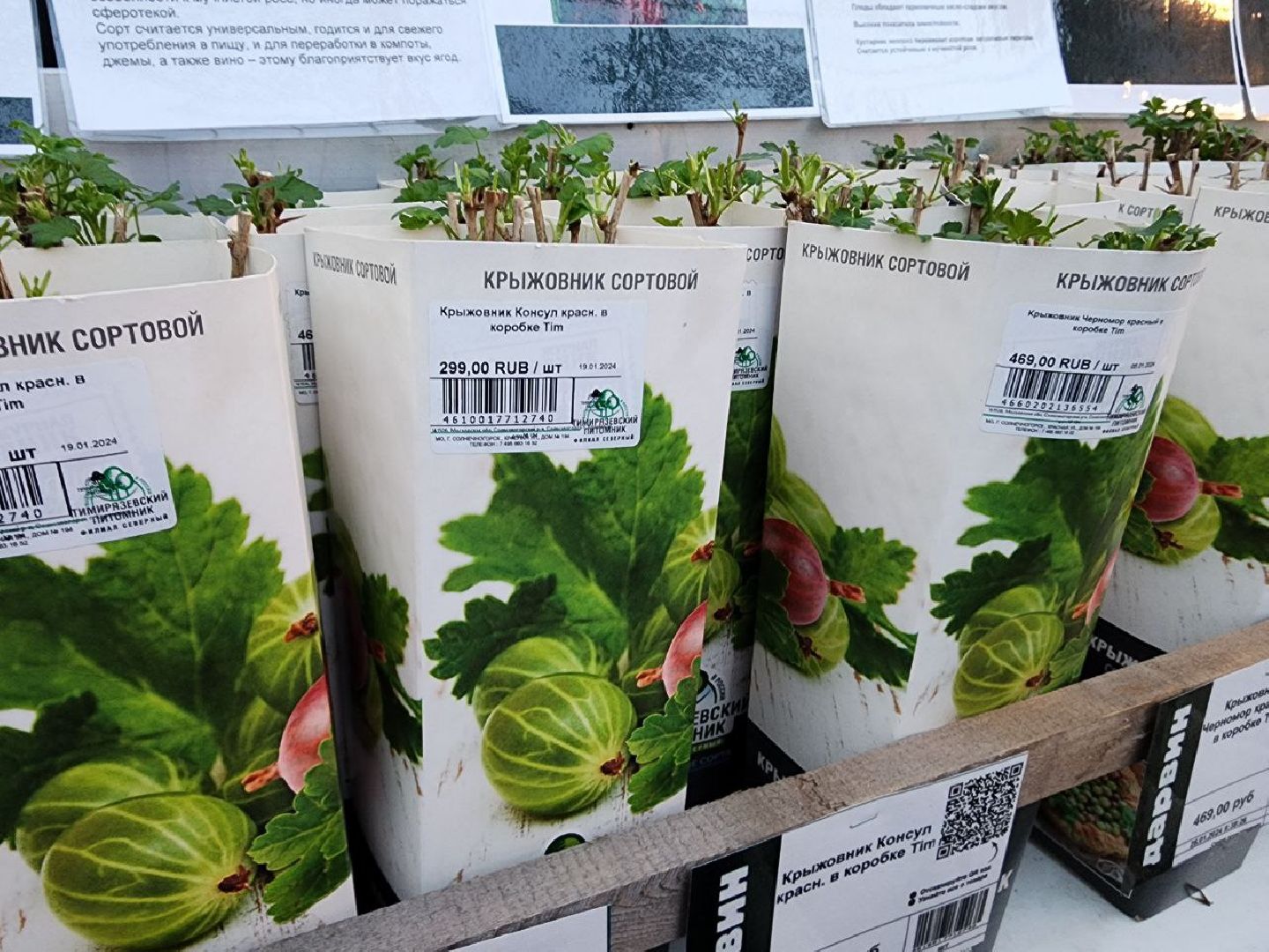 Солнечногорск, Огород, Садоводы, Растения, Дачники,