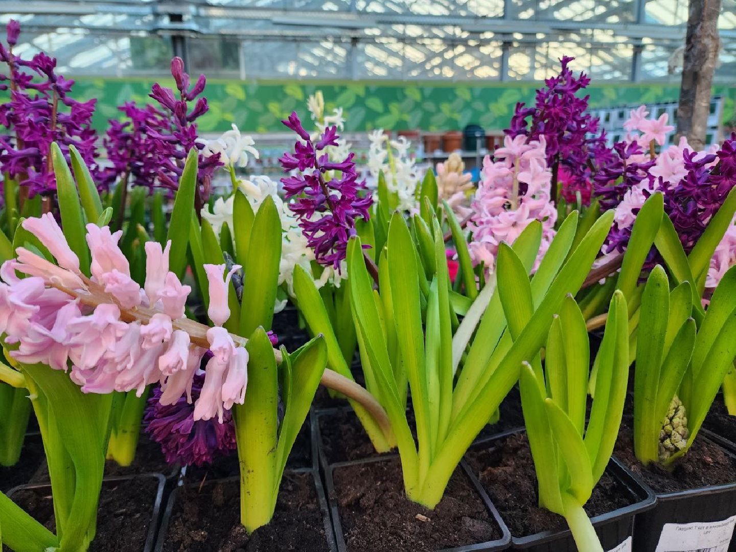 Солнечногорск, Огород, Садоводы, Растения, Дачники,