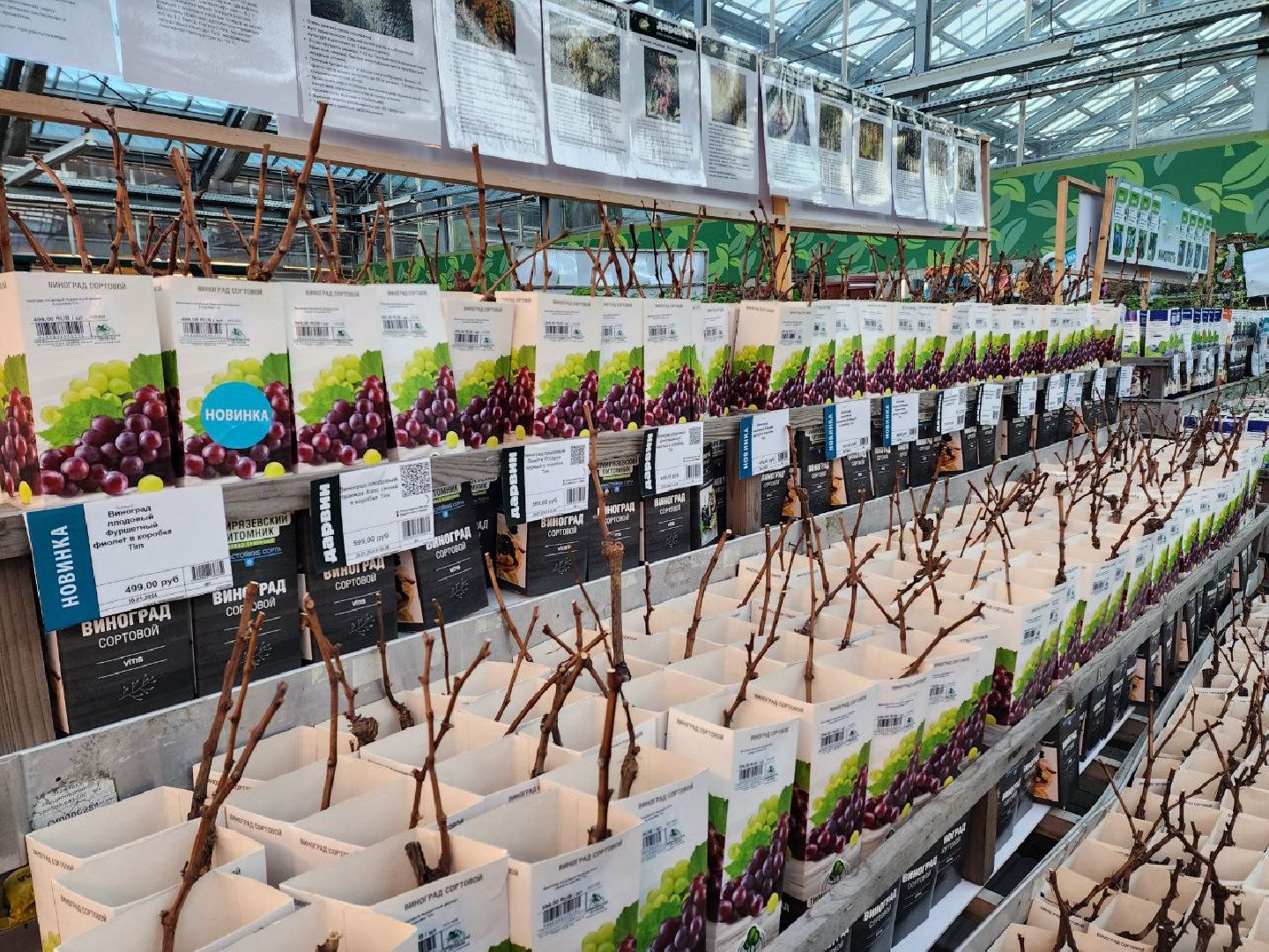 Солнечногорск, Огород, Садоводы, Растения, Дачники,