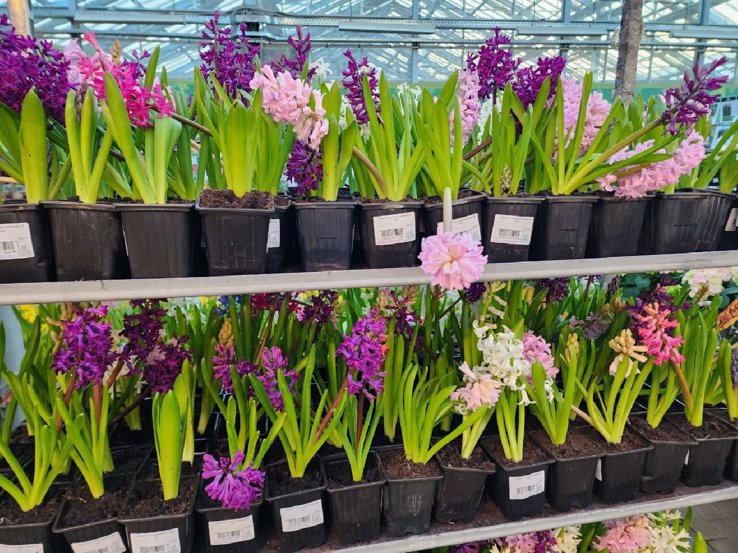 Солнечногорск, Огород, Садоводы, Растения, Дачники,