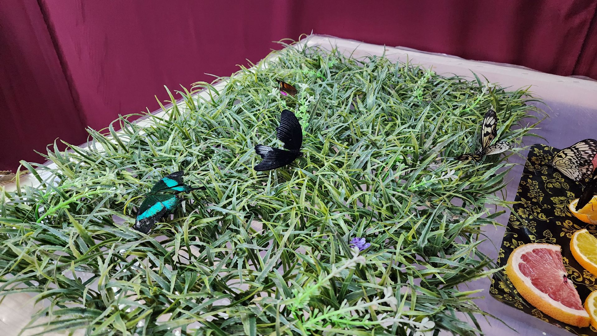 выставка бабочек, ТЦ Самолет, ул гагарина,