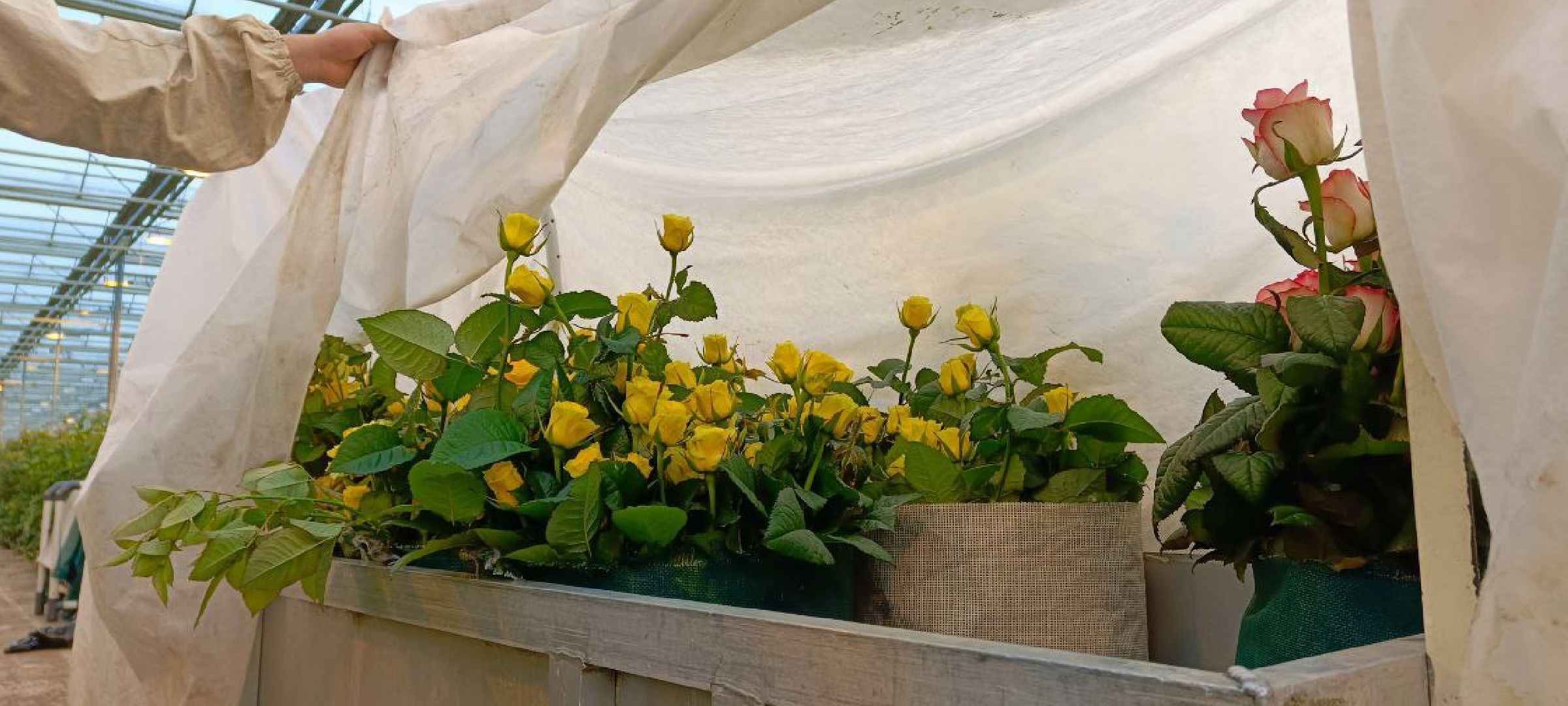 Дмитров, ТК Подосинки, Минсельхоз,