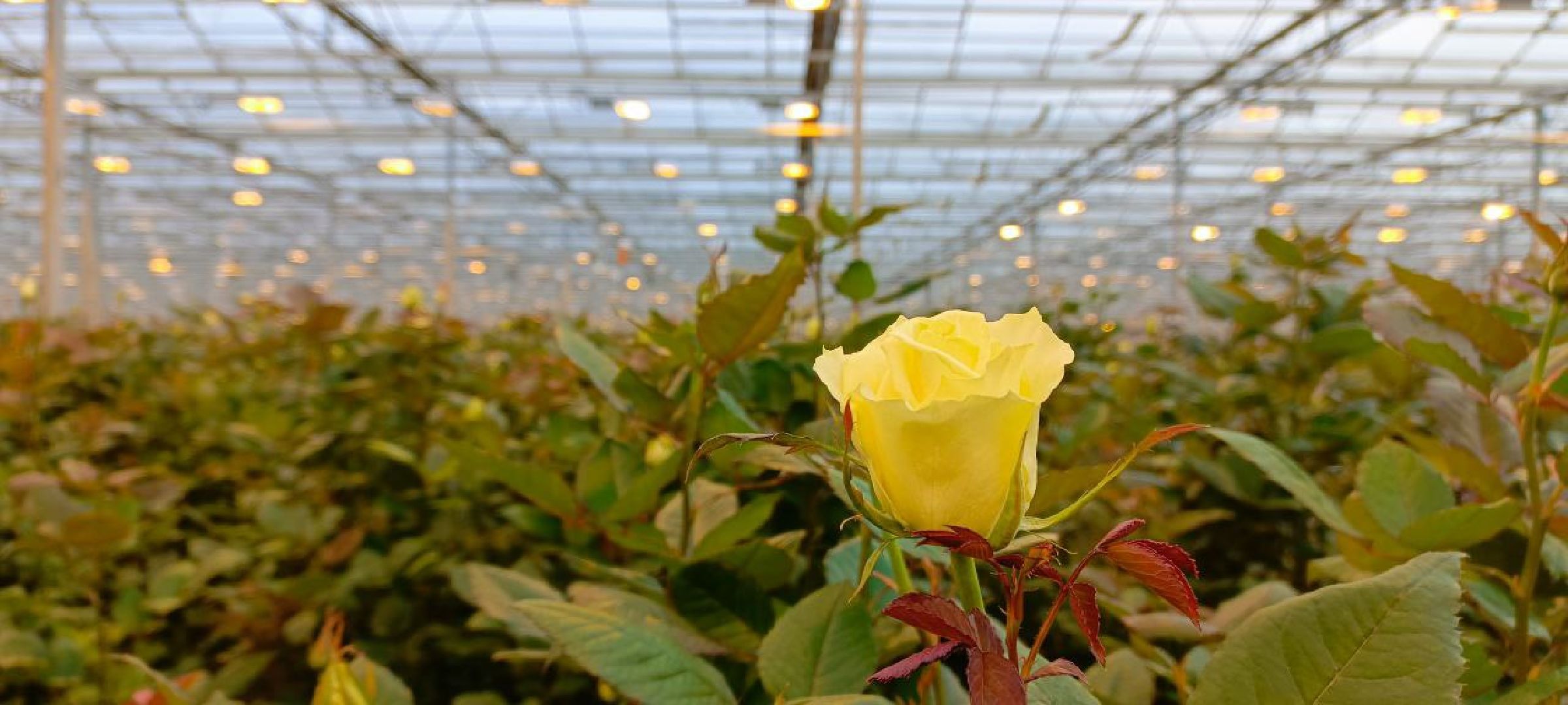 Дмитров, ТК Подосинки, Минсельхоз,