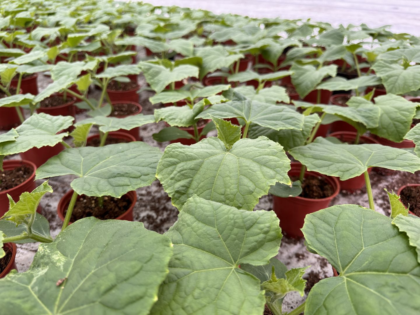 Одинцово, Наука, Первый урожай,