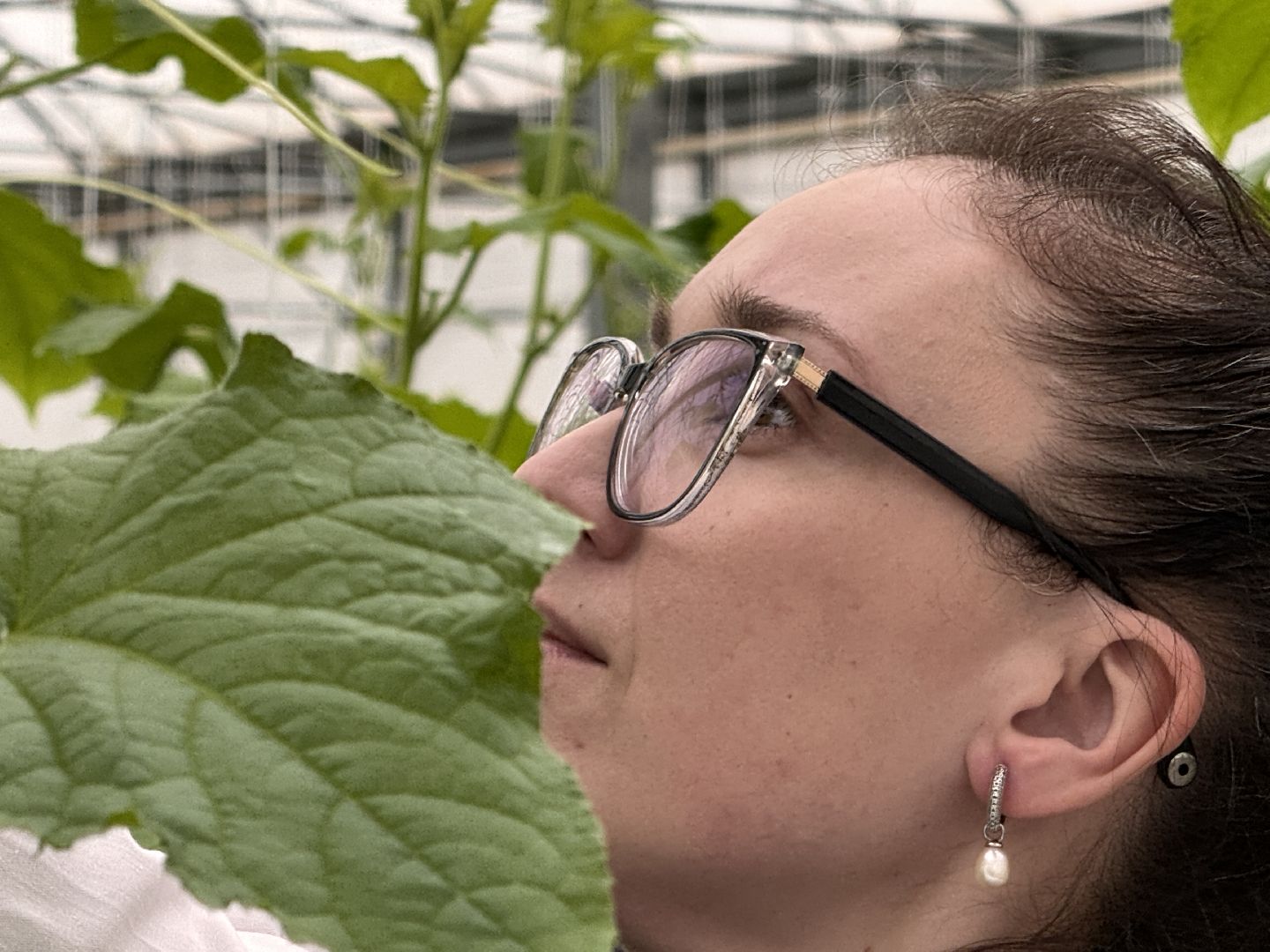 Одинцово, Наука, Первый урожай,