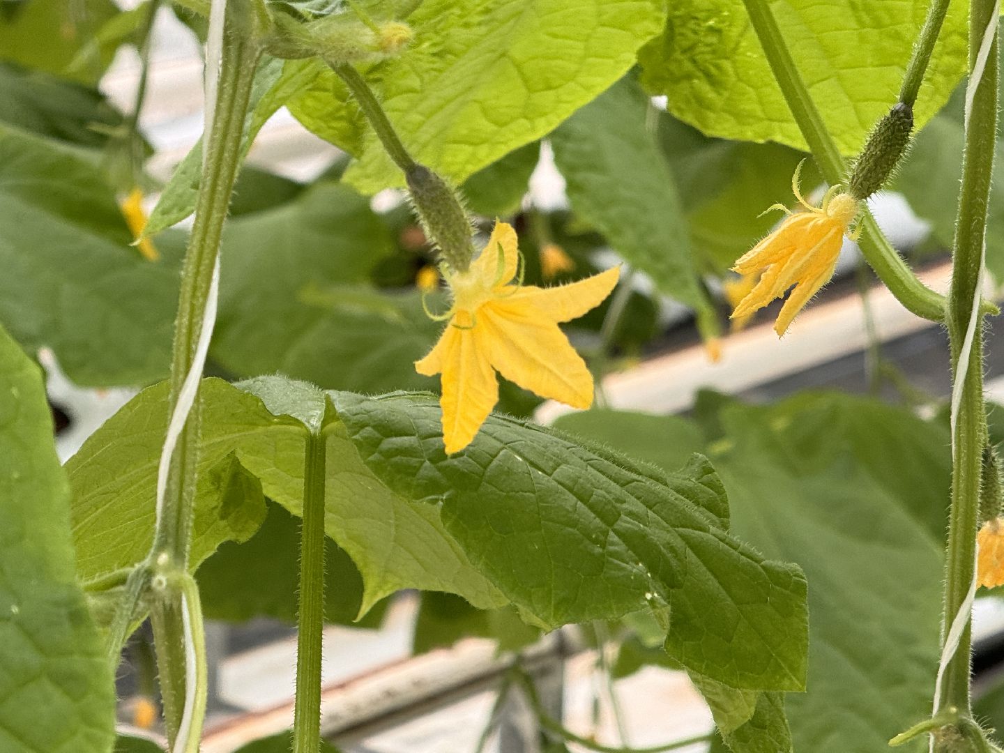 Одинцово, Наука, Первый урожай,