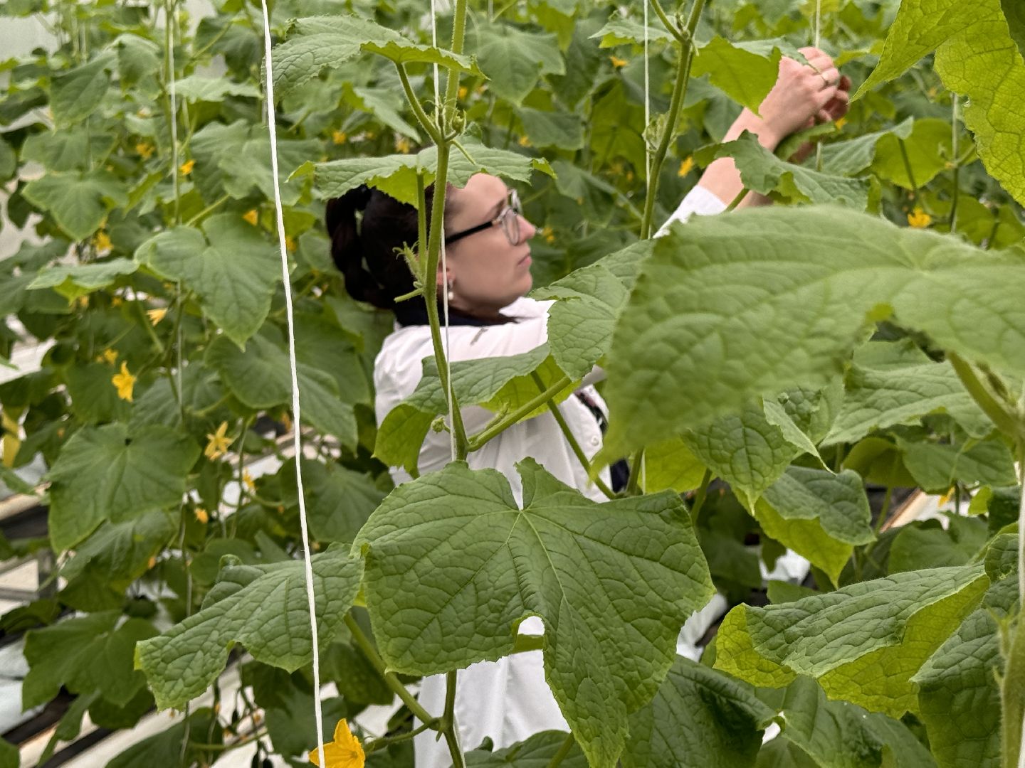 Одинцово, Наука, Первый урожай,