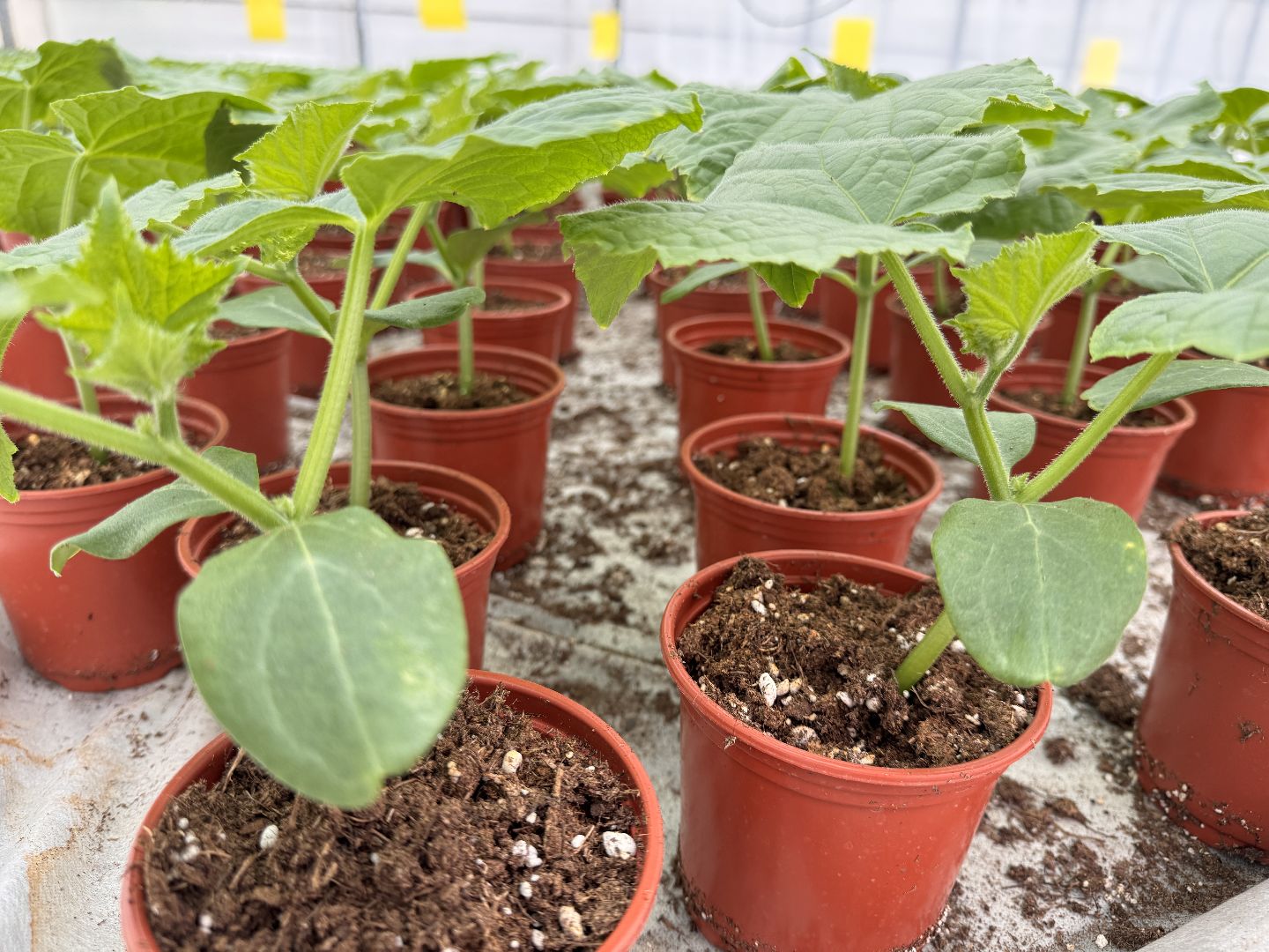 Одинцово, Наука, Первый урожай,