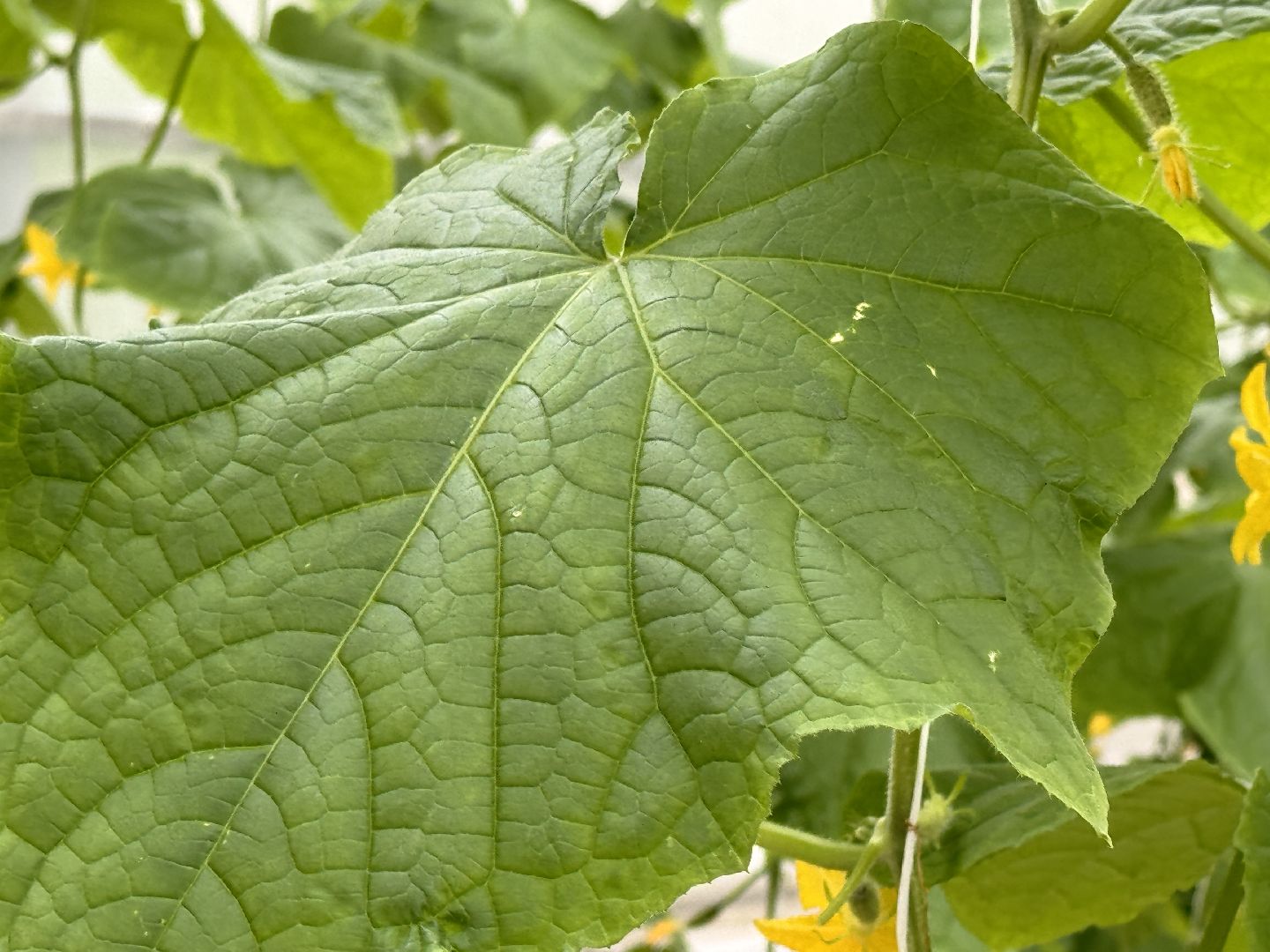 Одинцово, Наука, Первый урожай,