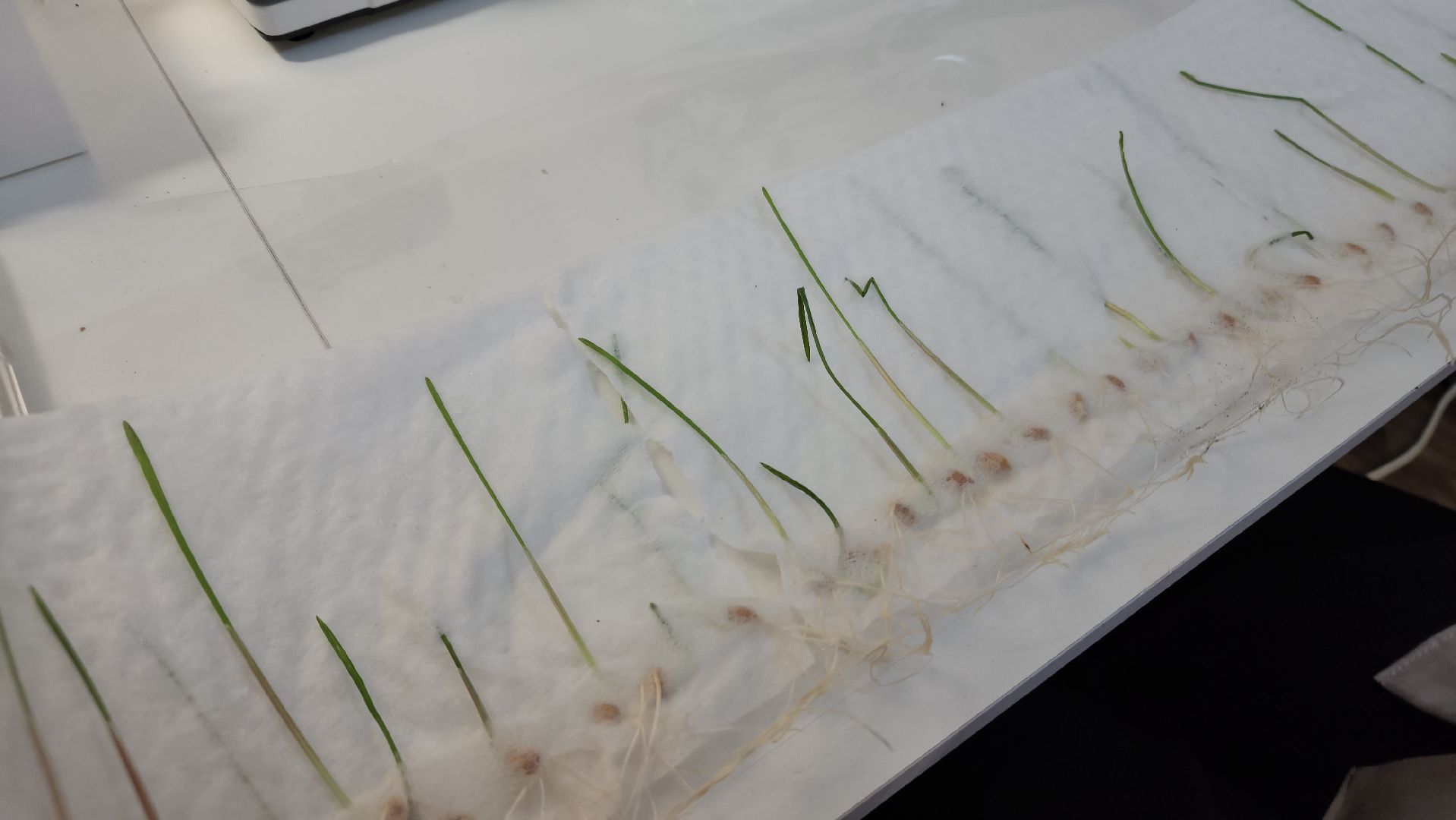 ступино, малино, образование,