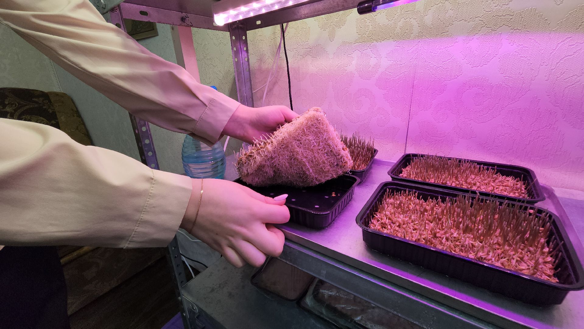 ступино, малино, образование,