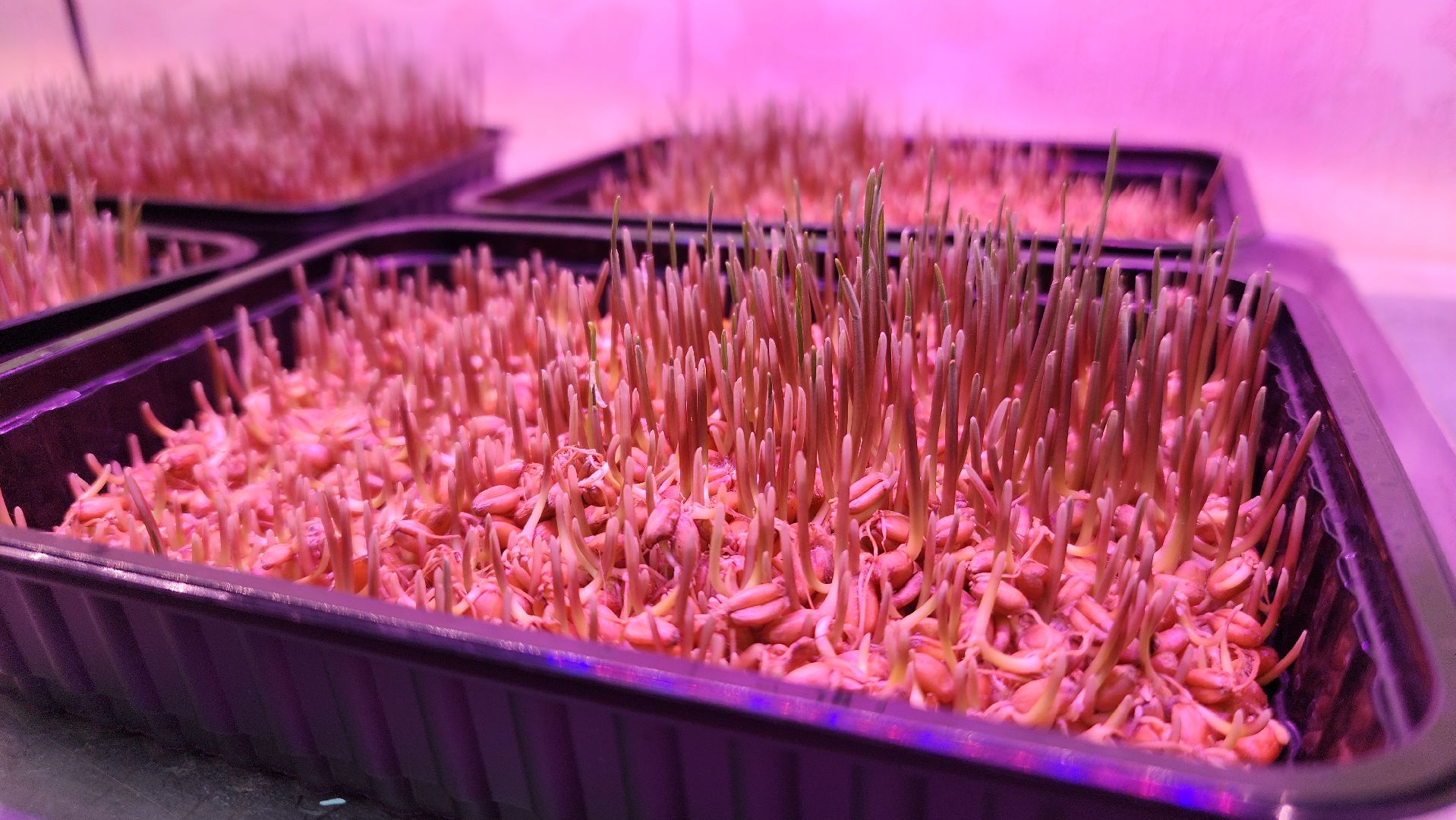 ступино, малино, образование,