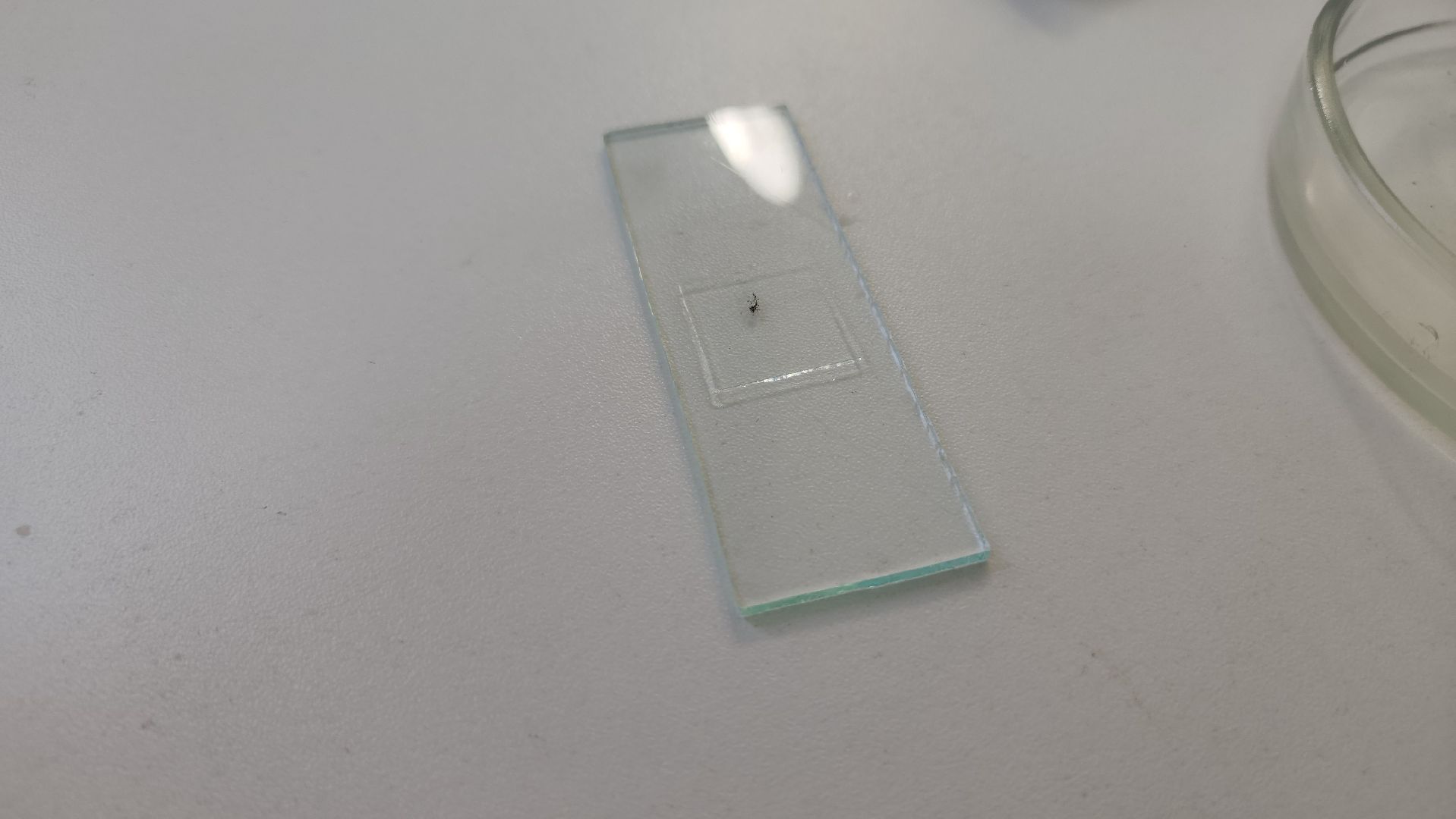 ступино, малино, образование,