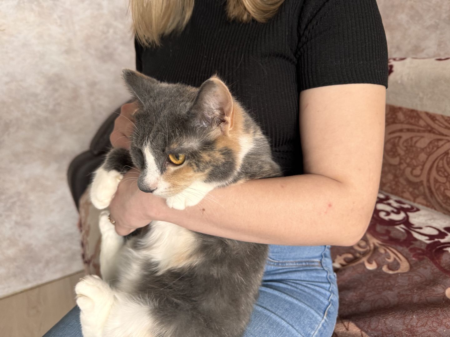 шаховская, кошка, зооволонтёр, волонтер, зоозащитник,