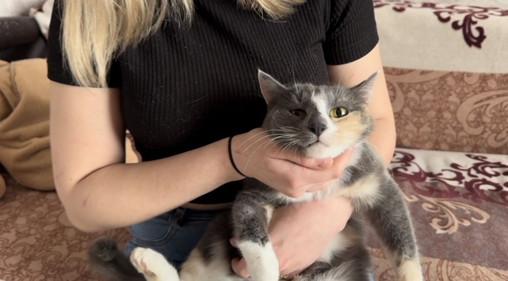 шаховская, кошка, зооволонтёр, волонтер, зоозащитник,