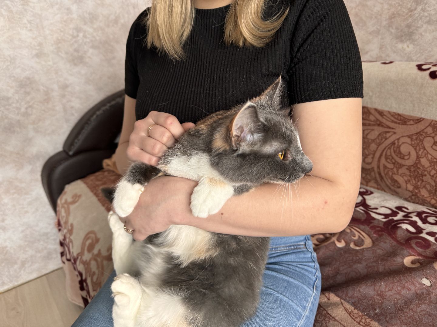 шаховская, кошка, зооволонтёр, волонтер, зоозащитник,