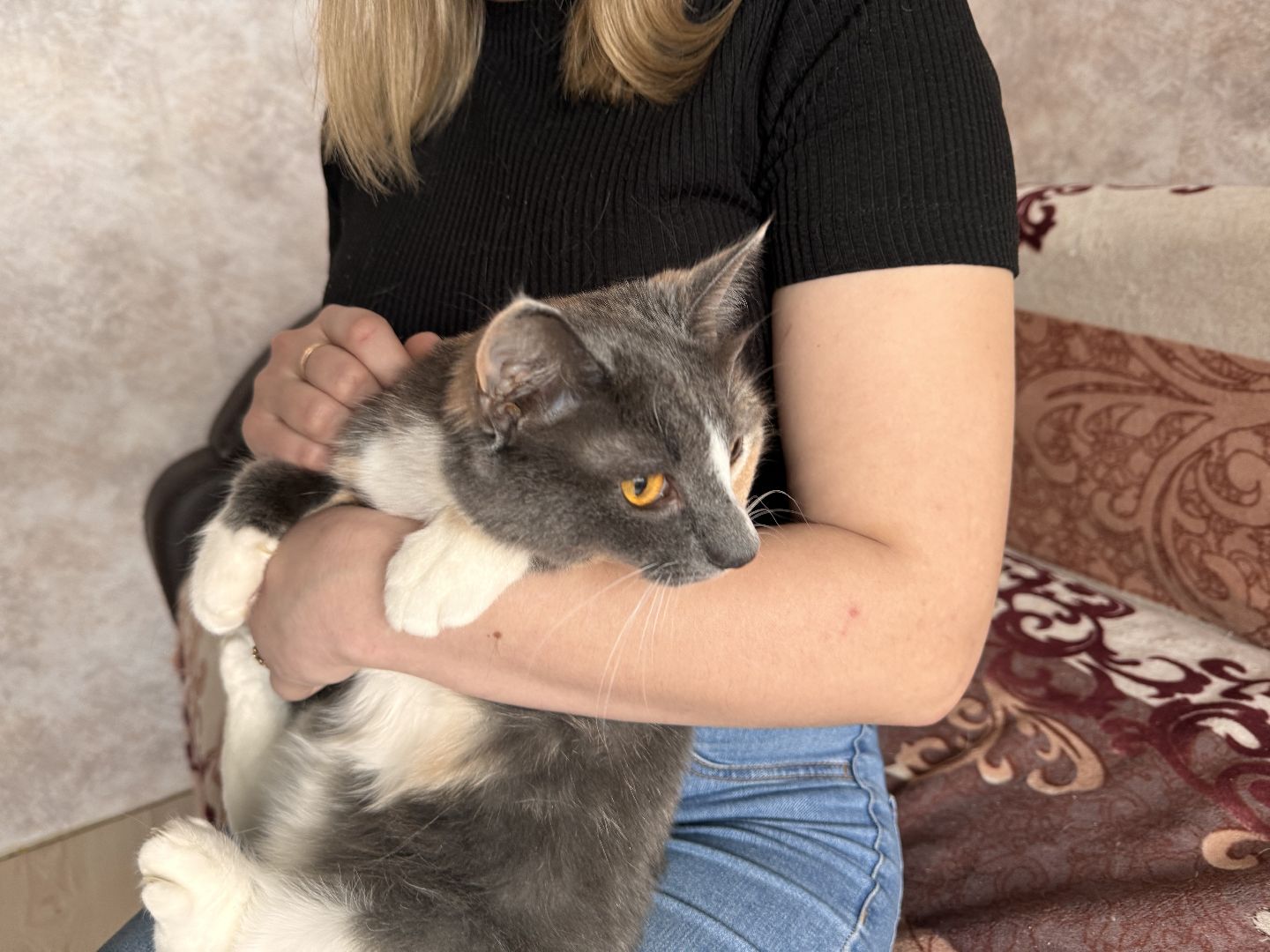 шаховская, кошка, зооволонтёр, волонтер, зоозащитник,