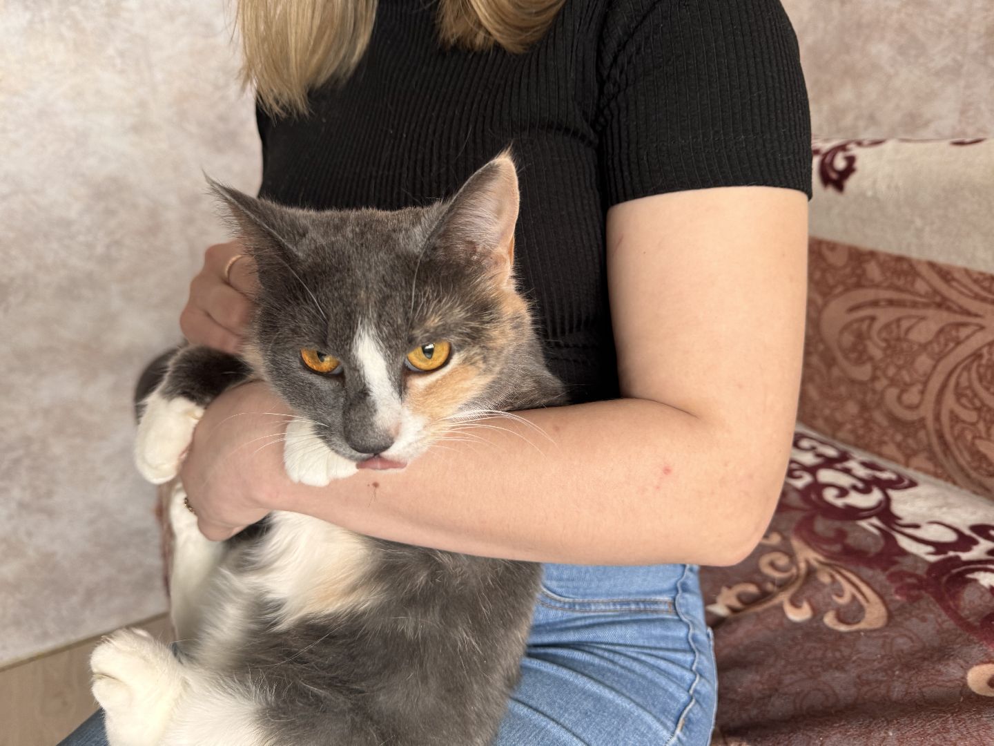 шаховская, кошка, зооволонтёр, волонтер, зоозащитник,