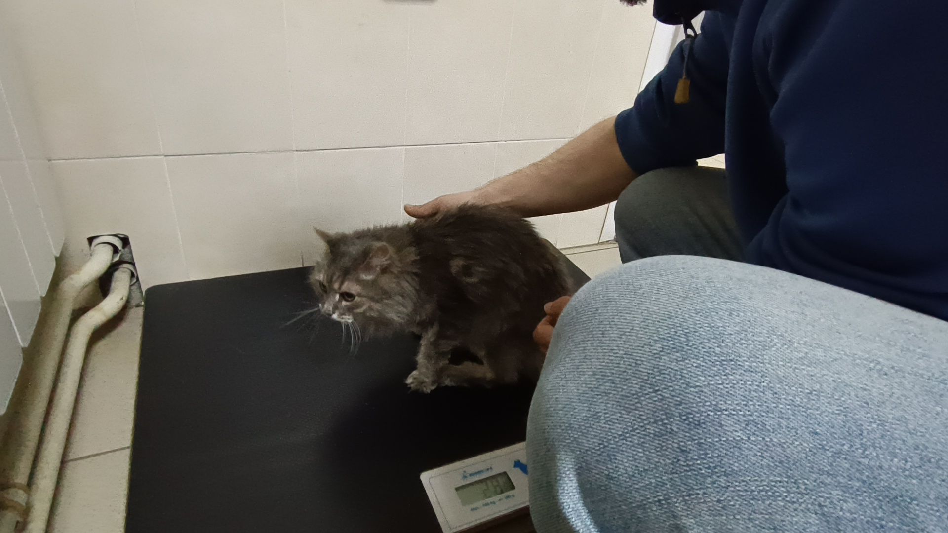 ветеринарный врач, кошка, лобня,