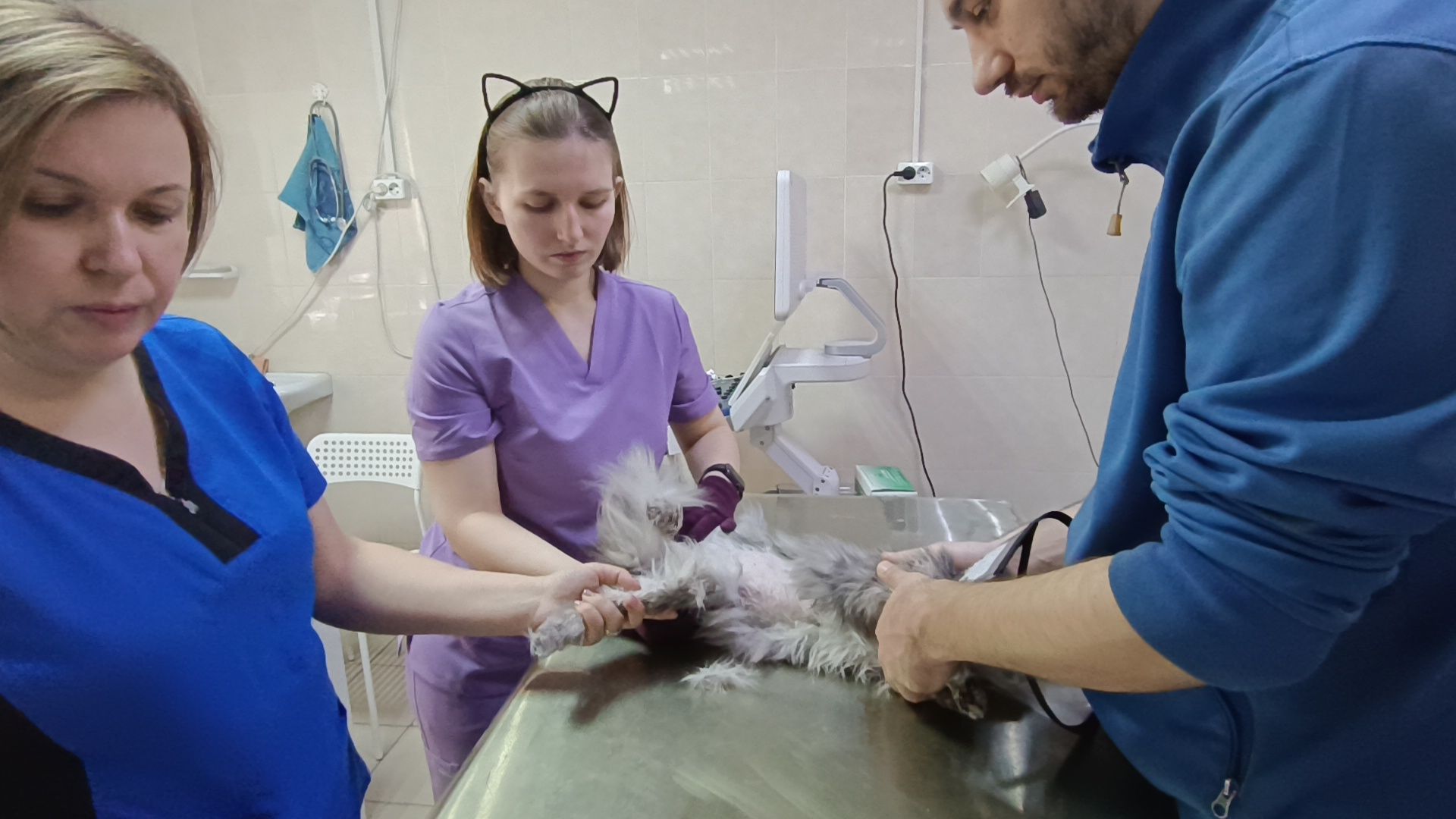 ветеринарный врач, кошка, лобня,