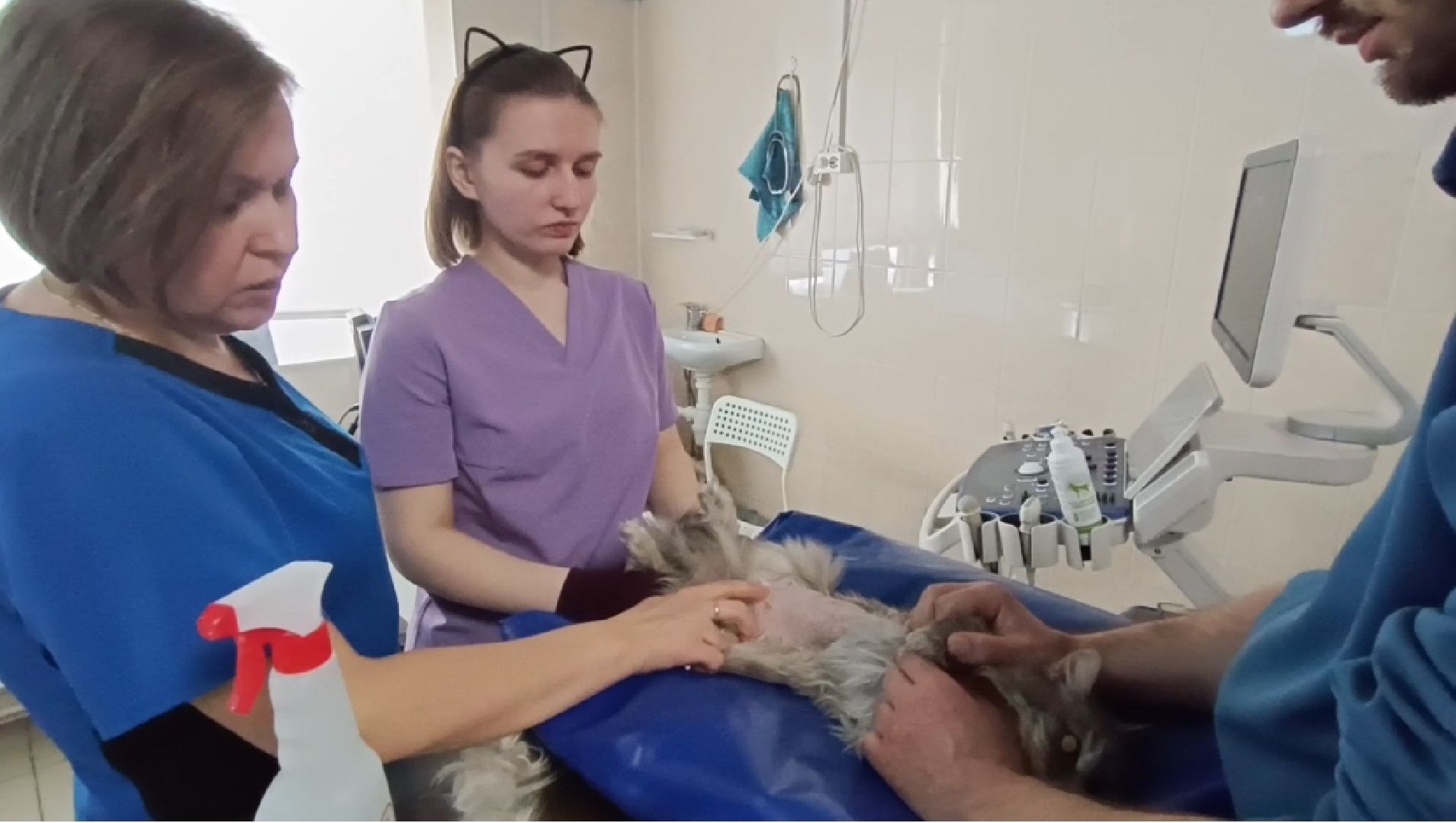 ветеринарный врач, кошка, лобня,