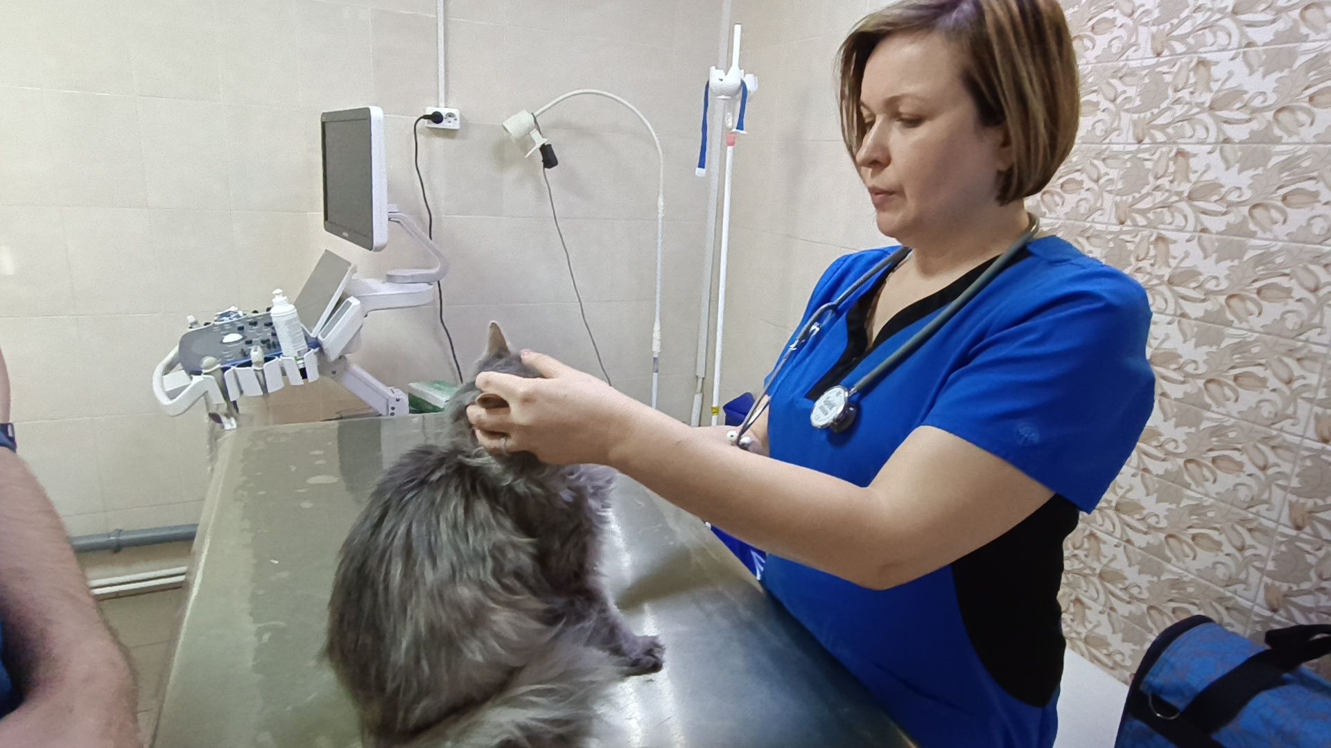 ветеринарный врач, кошка, лобня,