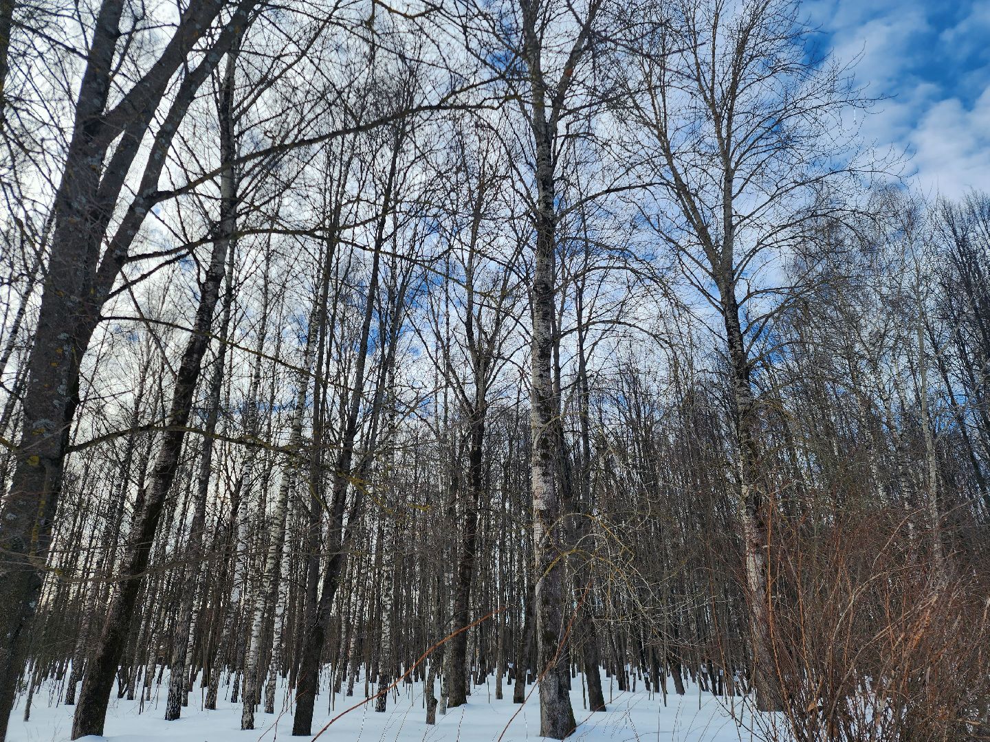 Звенигород, благоустройство парков,