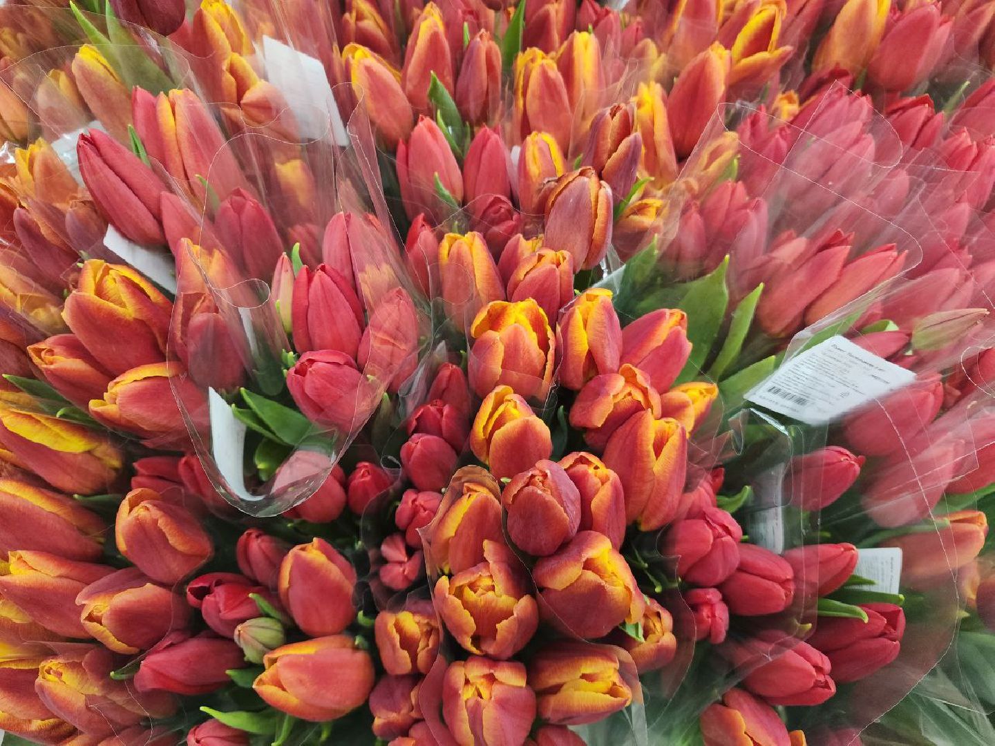 пущино, 8 марта,