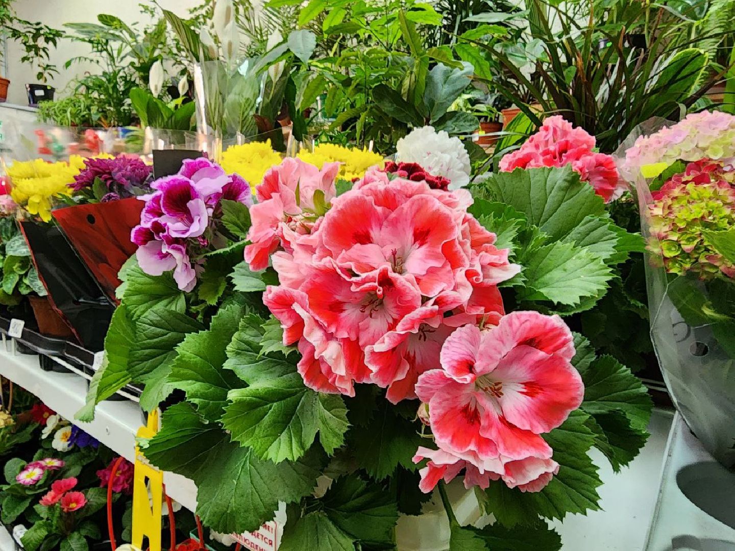 пущино, 8 марта,