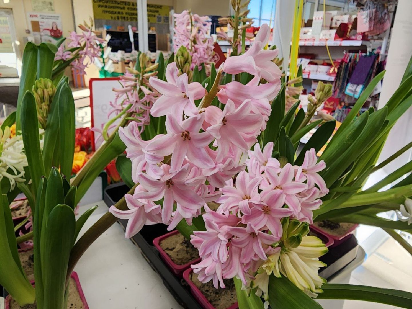 пущино, 8 марта,