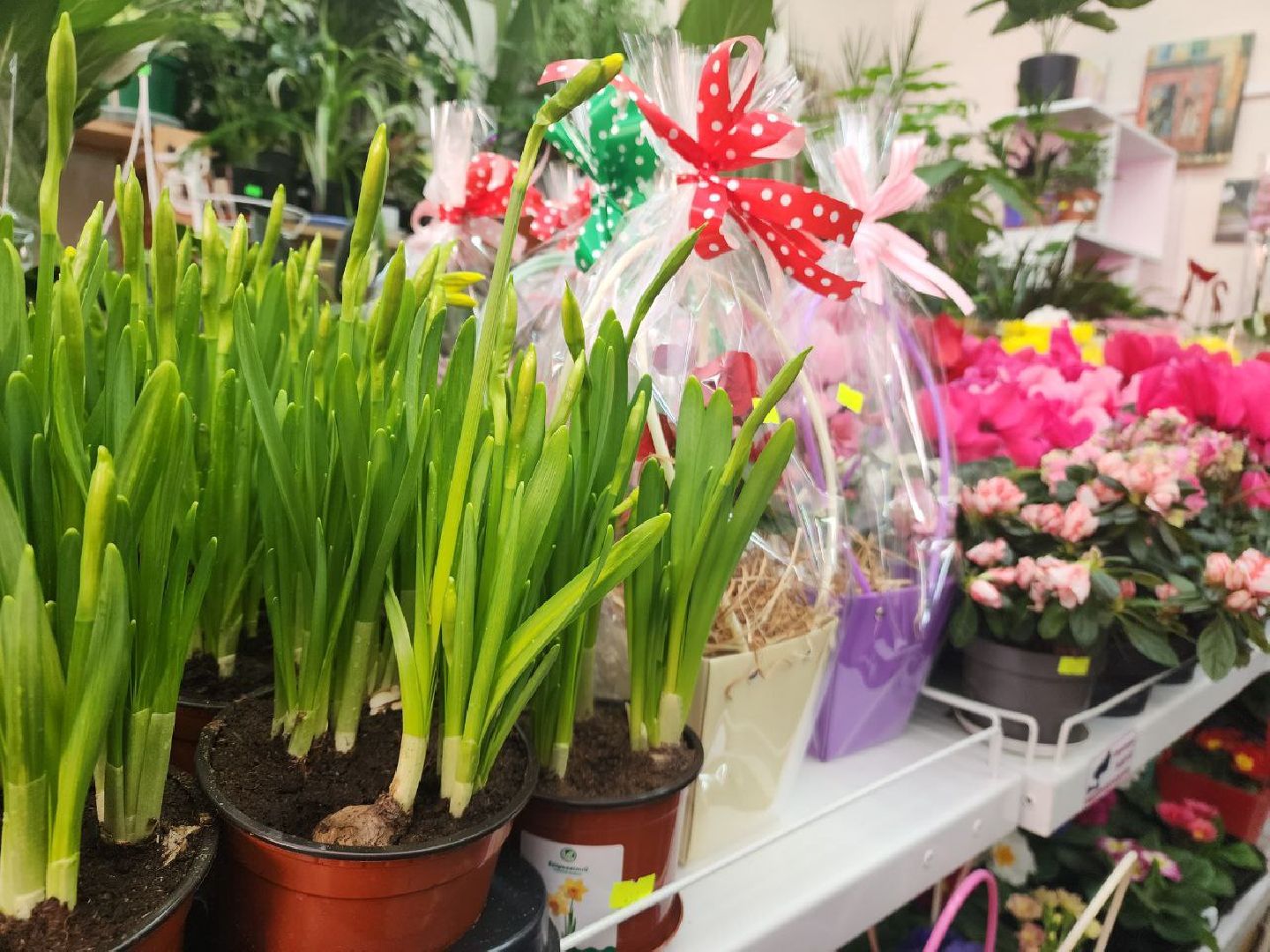 пущино, 8 марта,