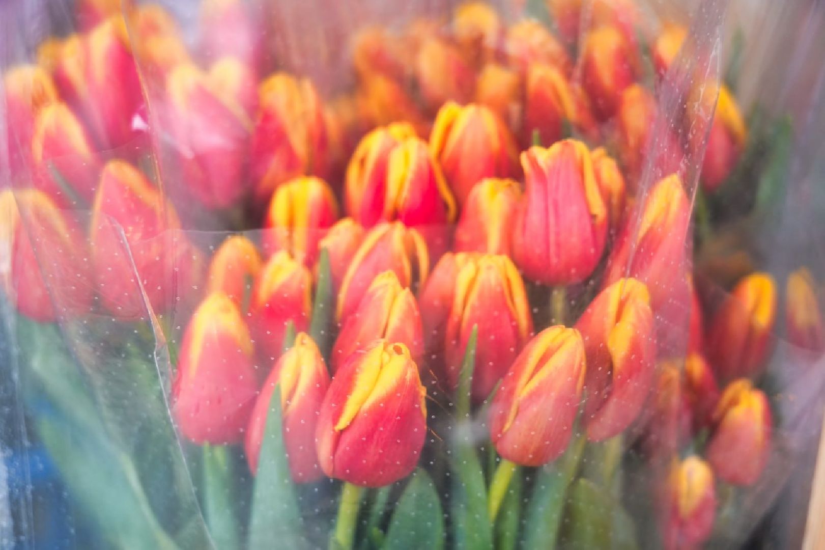 Сергиев Посад, 8 Марта, Праздник, Весна, Цветы, Сергиево-Посадская ТПП,