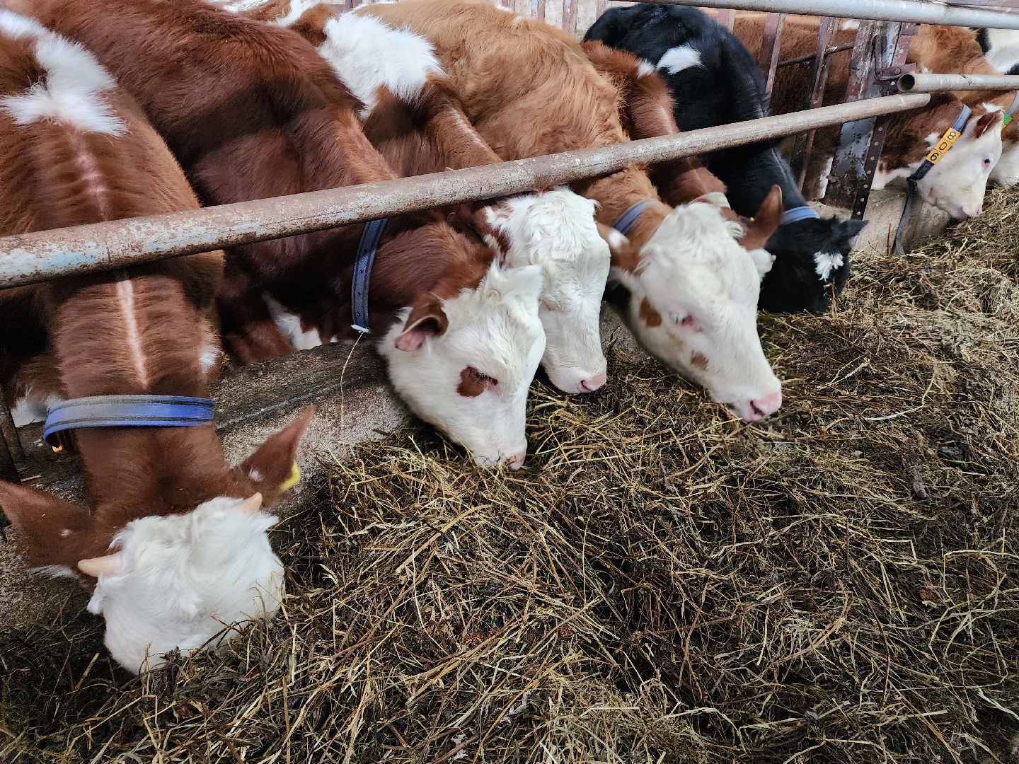 семьи участников сво, 8 марта, сыроварня,